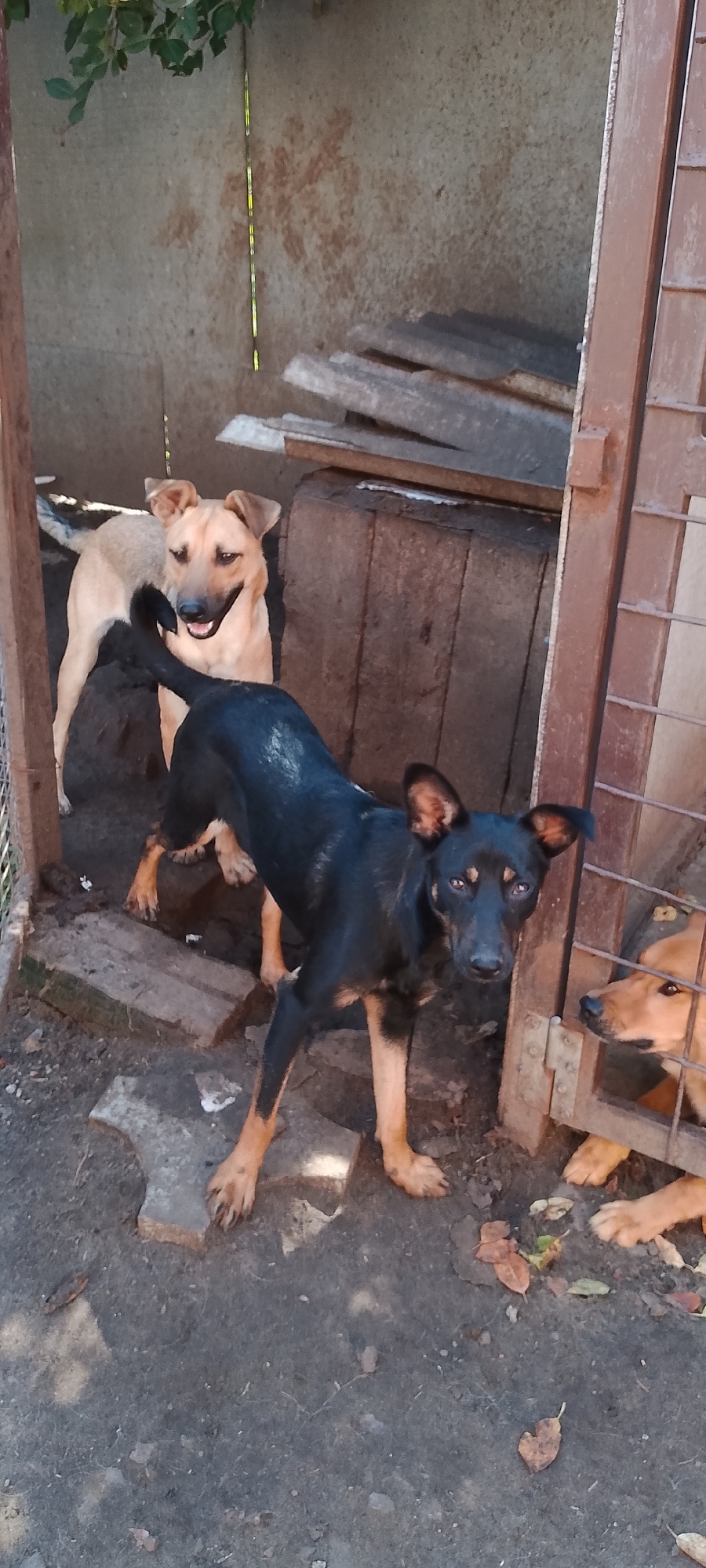 In Belgorod, Russia, a scene unfolds within an outdoor enclosure, likely a dog shelter or yard. Three dogs are visible. A tan-colored dog stands near the back, facing the camera with its mouth slightly open, appearing alert and possibly panting. In the foreground, a black and tan dog stands, its body angled away from the camera, looking directly at the viewer. Its ears are perked, and it seems curious or cautious. Partially obscured by the black and tan dog, another tan dog is visible through a wooden fence on the right side of the frame, its head turned to the side. The ground is dirt and debris, with a few scattered leaves. The enclosure walls are made of rough, textured material, and there are wooden planks and possibly some roofing materials stacked behind the dogs. A metal grate forms part of the enclosure on the right. The lighting suggests it is daytime, with shadows indicating sunlight.