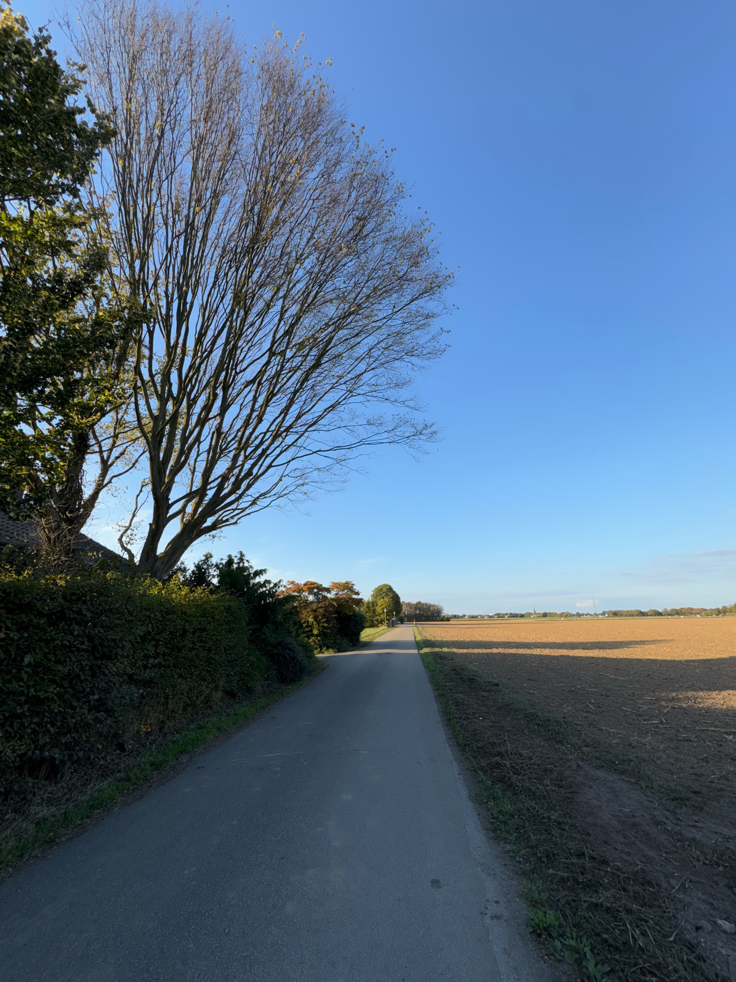 The image depicts a rural road in Cleves, Germany, on a clear day with a bright blue sky. The road is asphalt and curves slightly to the left. On the left side of the road, there is a dense green hedge and several trees, one of which is large with sparse, bare branches, suggesting it may be autumn or winter. On the right side of the road is a large, cultivated field that appears to have been recently plowed, with light brown soil. In the distance, along the horizon, is a treeline and hints of buildings, including what appears to be a church steeple. The overall impression is one of a tranquil, agricultural landscape. There are no people or animals visible in the image.