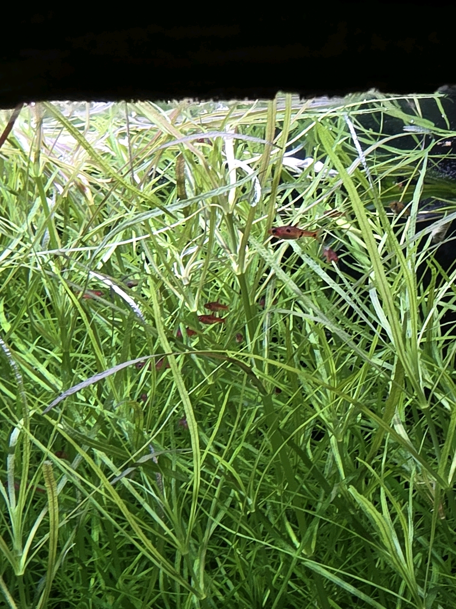 The image depicts a dense underwater environment filled with lush green aquatic plants. Several small, reddish-orange fish are visible swimming amongst the vegetation. One fish in particular, with distinct black markings, is clearly visible in the upper right portion of the frame. The overall impression is one of a healthy aquarium or a well-maintained pond. There is no information provided in the image that would allow for the identification of a specific location in Wrocław, Poland.