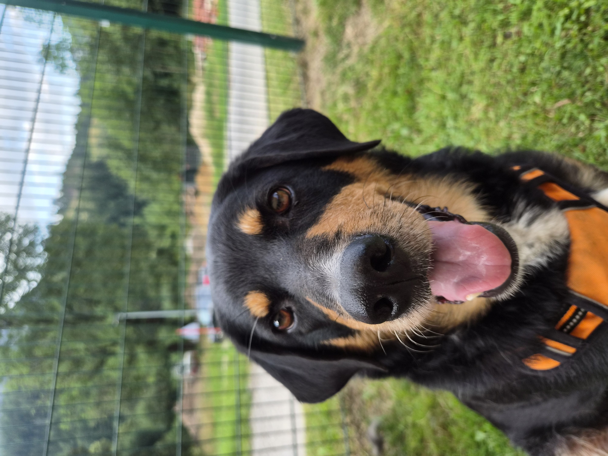 A medium shot captures a black and tan dog with its mouth open and tongue out, panting. The dog is wearing an orange harness with black accents. The background is blurred, showing a green grassy area with a black chain-link fence in the foreground. Beyond the fence, trees and a hillside are visible, suggesting an outdoor, possibly rural, setting. The image is an outdoor, candid shot of a dog.