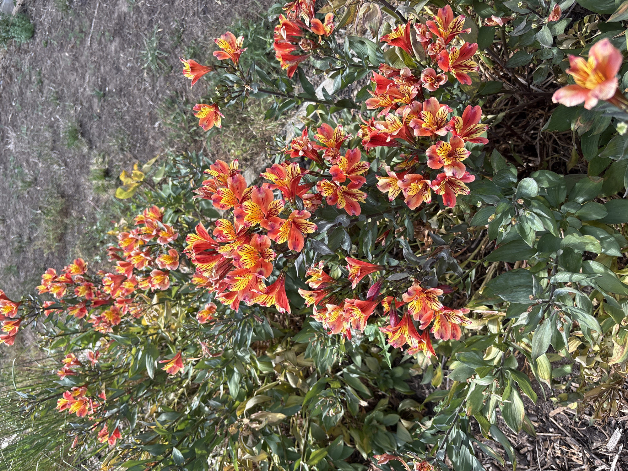 A high-angle medium shot captures a cluster of blooming alstroemeria flowers with vibrant orange and yellow petals, interspersed with lush green foliage and a dry, brown-speckled ground in the background. The flowers are in full bloom, with some petals appearing slightly wilted. The environment is an outdoor setting, possibly a garden. The image is static, with no discernible action or interaction taking place.