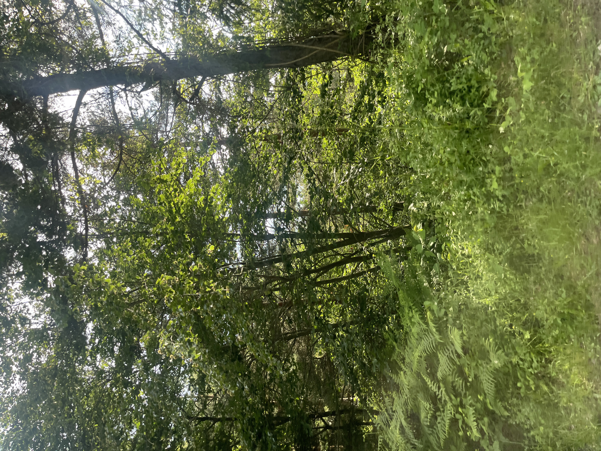 The image depicts a dense forest scene, possibly located in the vicinity of Startsevo, Bulgaria. The foreground is dominated by lush green ferns and tall grasses, indicative of a natural, uncultivated environment. Sunlight filters through the canopy, creating dappled light and highlighting the vibrant green foliage. The background features a thick cluster of trees, with some trunks appearing aged and covered in vines. The overall impression is one of a serene, untamed natural landscape, bathed in the soft glow of sunlight.