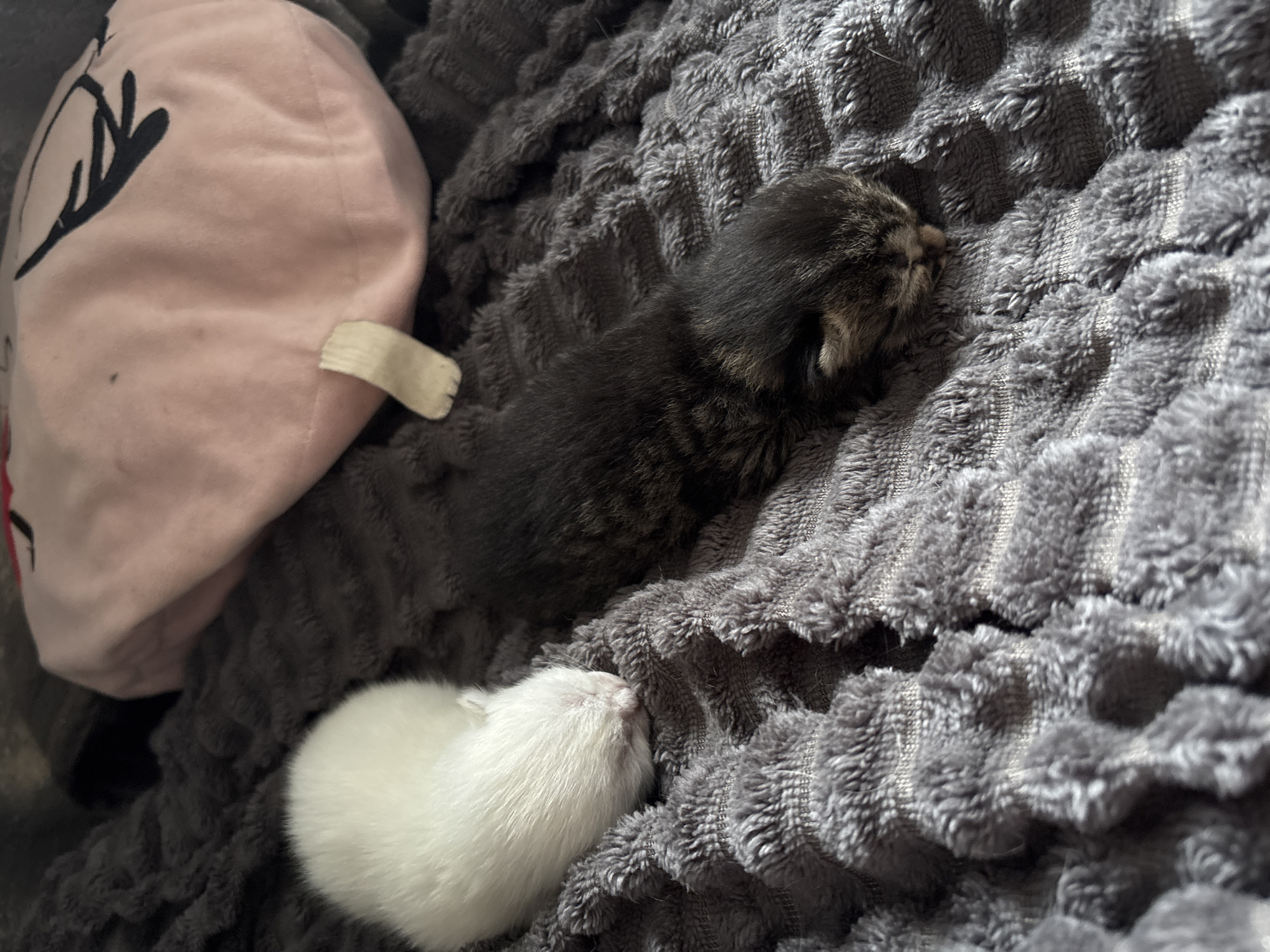 Two kittens are asleep on a grey textured blanket. One kitten is mostly white, and the other is dark with some tabby markings. A pink plush toy is partially visible to the left. The location Фоки, Russia, is irrelevant to the image.