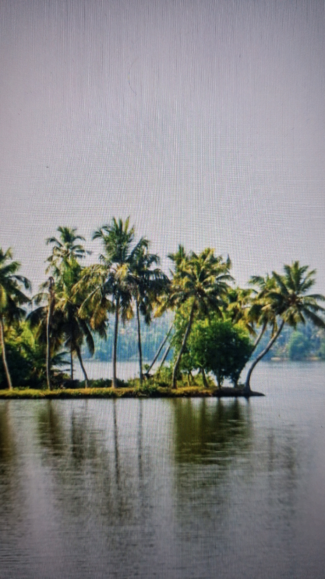 The image displays a serene natural landscape featuring a cluster of palm trees on a small island, reflected in the calm water surrounding it. The palm trees are lush and green, with their fronds reaching towards a pale, hazy sky. The water is dark and smooth, creating a mirror-like reflection of the trees and the island's edge. The scene conveys a sense of tranquility and tropical beauty. The image does not depict any people, man-made structures, or urban elements. There is no indication of the city of Sharjah, United Arab Emirates, or any specific location within it.
