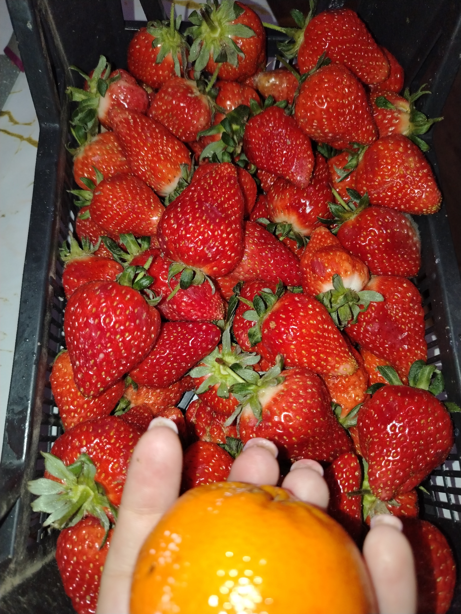 A close-up, high-angle shot captures a dark, possibly plastic, crate overflowing with numerous fresh, bright red strawberries. Each strawberry retains its green calyx (top), and many appear glossy, suggesting they are wet or very ripe. The crate has a grid-like pattern on its sides, visible where the strawberries don't completely obscure it.
In the lower right foreground, a hand, likely female judging by the visible light-colored nail polish on the thumb and index finger, holds a round, vibrantly orange citrus fruit. This fruit, possibly a mandarin or a small orange, dominates the immediate foreground with its bright color and some natural imperfections on its skin. The hand's fingers are partially visible gripping the fruit.
The background on the left features a light-colored surface, possibly a countertop, with a subtle darker pattern, while the area behind the crate is dark and indistinct. The lighting suggests an indoor setting, with bright reflections on the strawberries indicating a direct light source. No text is visible in the image. The scene conveys a moment of handling fresh produce, possibly for consumption or preparation.