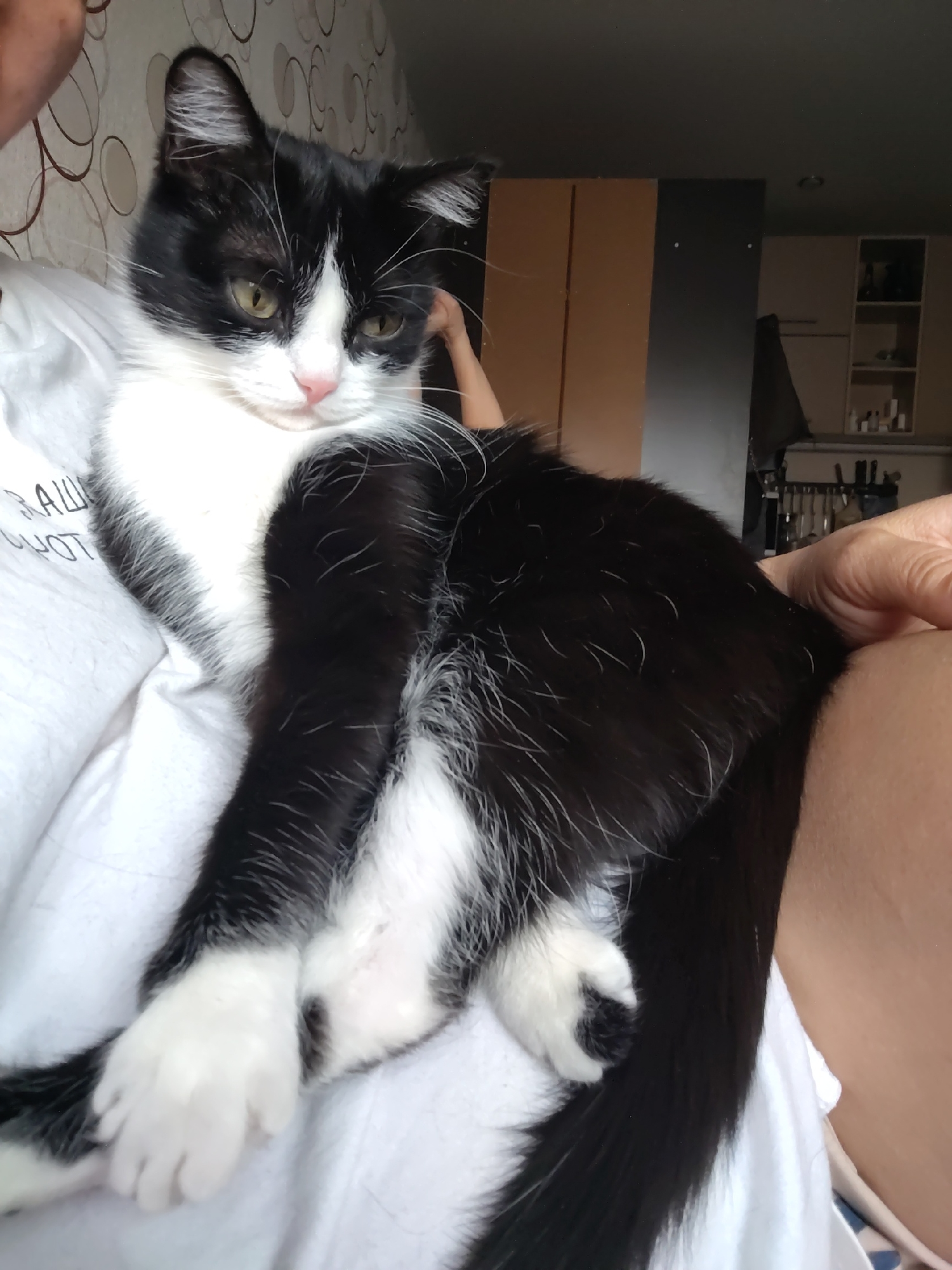A medium shot depicts a black and white cat resting on a person's lap. The cat is predominantly black with white markings on its chest, paws, and face, particularly around the nose. Its eyes are a yellowish-green hue. The cat is lying down, its body partially turned to the side, with its paws extended.
The person holding the cat is wearing a white t-shirt. The background shows a room setting with wallpaper featuring a circular pattern and a glimpse of a kitchen area with cabinets and utensils. The location is unspecified.