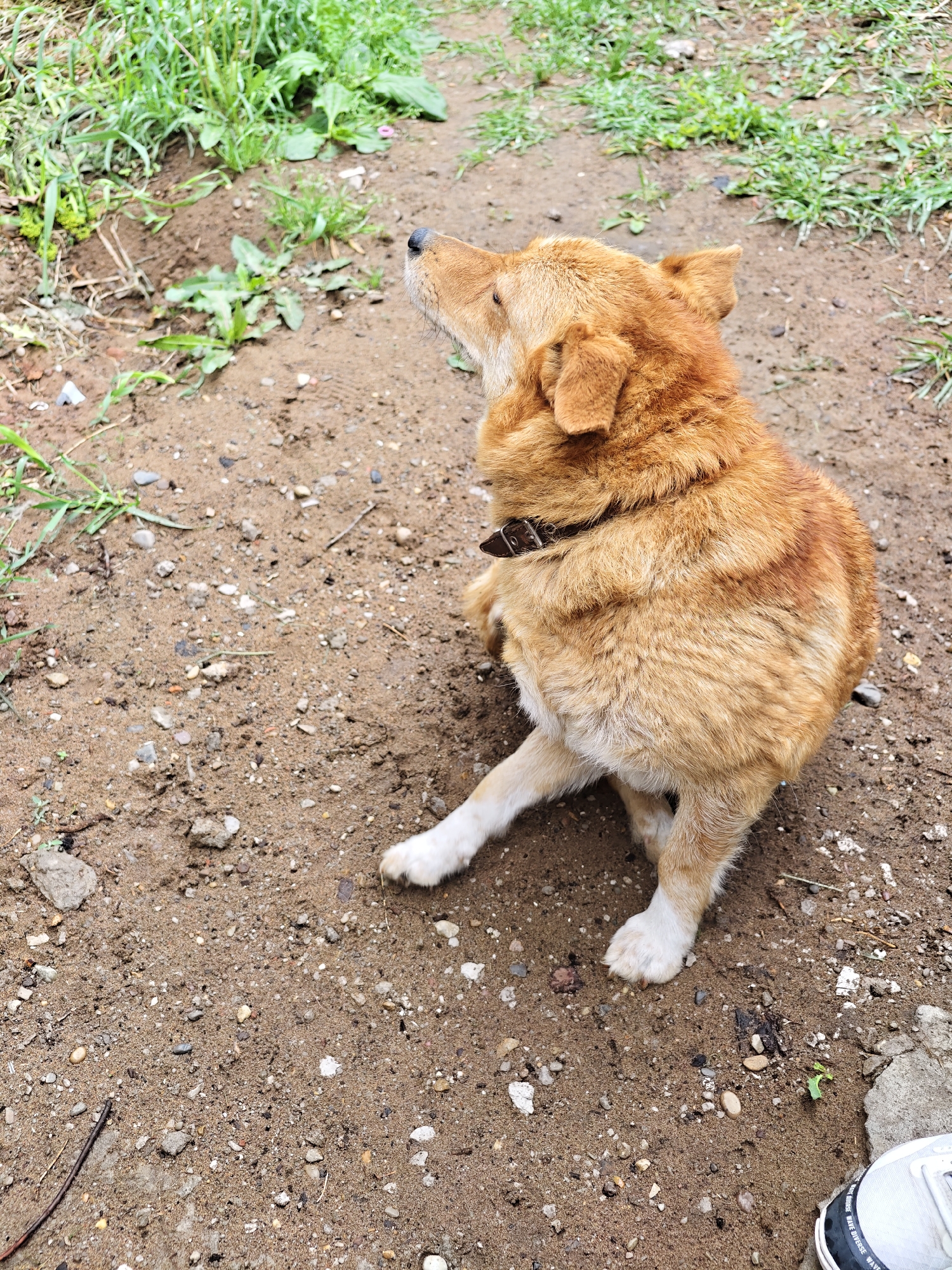 A medium-sized, golden-brown dog with white paws is sitting on the ground, looking upwards. The ground is a mixture of dirt, sand, and small rocks. Green grass and foliage are visible in the background. A portion of a white and grey sneaker is visible in the lower right corner. The location of Noviy, Russia is not identifiable from the image.