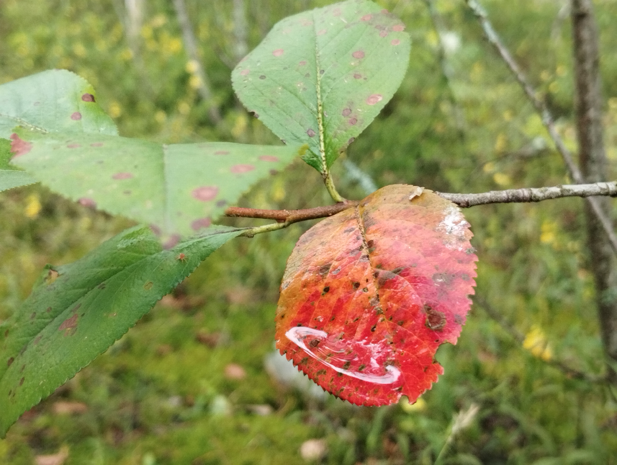 A close-up, eye-level shot captures a branch with leaves from an unknown plant, likely in a natural outdoor setting. The foreground is dominated by the leaves. On the right, a single leaf is in sharp focus, displaying a gradient of color from bright red on the left to orange and yellow on the right, with dark spots scattered across its surface. A small, clear droplet of water, reflecting light, is resting on this leaf, its shape creating a slight visual distortion of the leaf's texture beneath. The leaf has a serrated edge and appears slightly damaged. To the left and slightly behind this leaf, two other leaves are visible. One is mostly green, with a similar pattern of dark spots, and shows signs of autumnal change. The other leaf, partially obscured, is also green. The background is softly blurred, showing a textured expanse of green foliage with hints of yellow and brown, suggesting a wooded or overgrown area. A thin branch, with a rough texture, runs horizontally across the mid-ground, supporting the leaves. The overall impression is one of nature's detail, focusing on the textures, colors, and the ephemeral quality of a water droplet on a dying leaf.