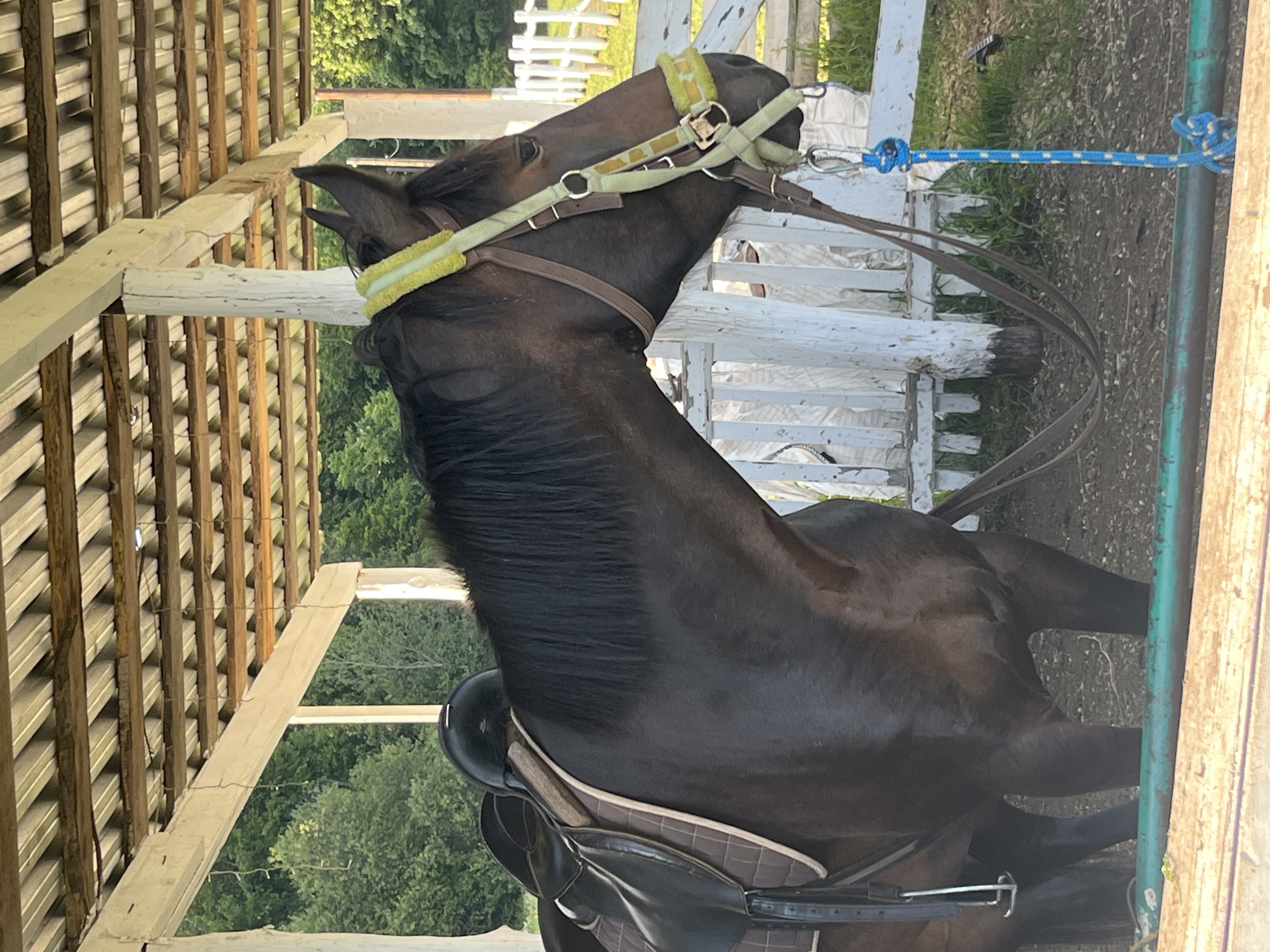 A dark brown horse is standing in a covered stable with a saddle and bridle. The horse is facing to the right, and its head is slightly lowered. The stable has a corrugated metal roof supported by wooden beams. In the background, there is a white wooden fence and trees. The ground is dirt and gravel. The image appears to be taken outdoors during the daytime. The location is the city of Begishevo, Russia.