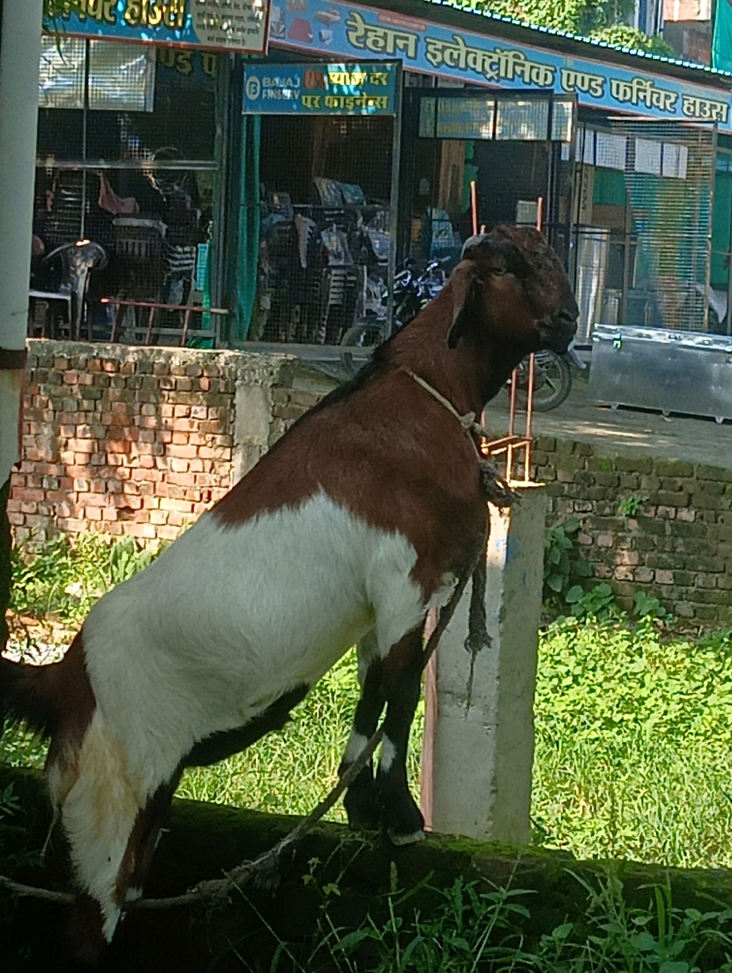 A medium shot captures a brown and white goat standing on a low, moss-covered brick wall in Chahania, India. The goat's head is turned to the right, and it is tied with a rope to a concrete pillar. Behind the goat, a brick wall forms a backdrop, with green foliage and grass visible in the foreground and to the right. In the background, a shop with blue and yellow signage can be seen, with various items displayed inside and outside. The signage appears to be in Hindi, with text that may include "Chahania Electronics and Furniture House." A motorcycle is parked to the left of the shop entrance. Sunlight casts shadows on the brick wall.