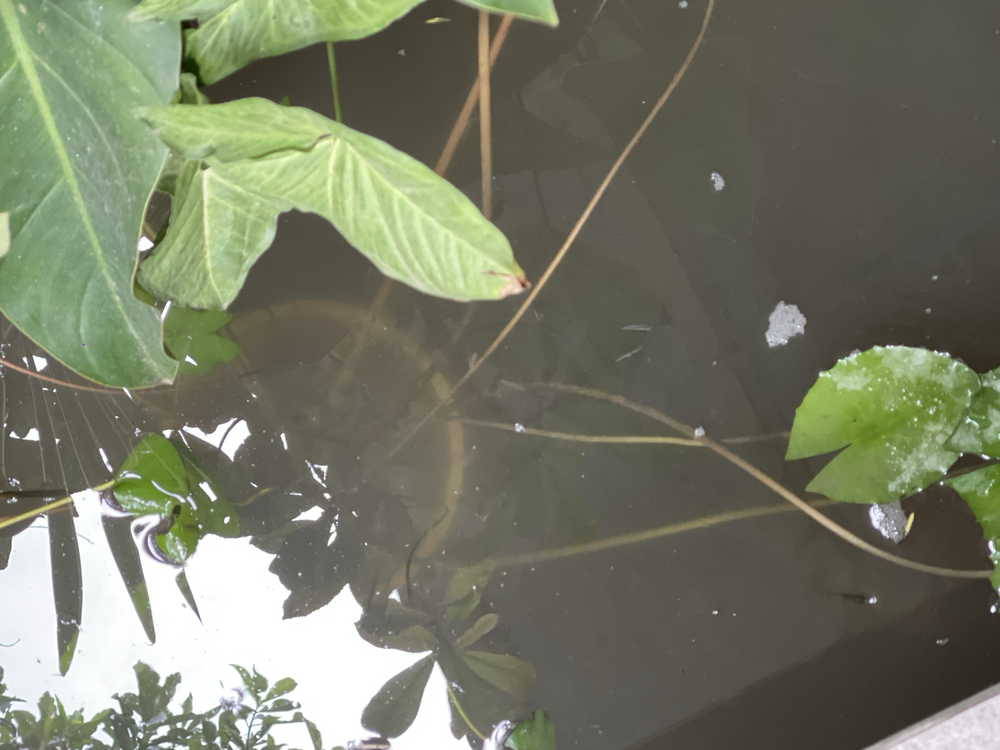 This image captures a close-up view of a section of murky water, likely from a pond or water feature, in Hoi An, Vietnam. The water's surface is disturbed by reflections of lush green foliage, including large, veined leaves that appear to be from a taro plant. Smaller, heart-shaped green leaves, possibly from a water lily, float on the surface, some showing dew droplets. Thin, brown stems or plant stalks extend from the depths, crisscrossing the water. There are scattered white specks on the surface, possibly foam or debris, and a few tiny bubbles. In the lower left quadrant of the image, a small, dark, slender object, possibly a very small fish or insect, is visible beneath the surface. The overall impression is one of a tranquil, natural water environment within a garden or outdoor setting in Hoi An.