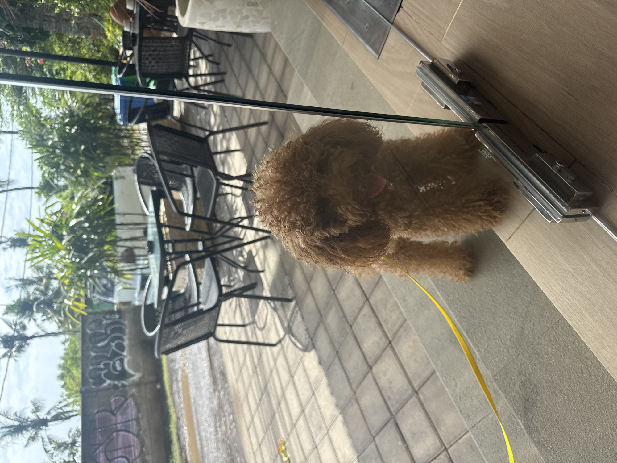 In the city of Abang, Indonesia, a small, brown poodle stands on a stepped entrance with a yellow leash attached. The dog is facing forward with its tongue slightly out. The entrance is made of grey concrete and wood. In the background, there are several black metal chairs and tables set up outside a building, suggesting a cafe or restaurant. Beyond the seating area, a concrete wall with graffiti is visible, and further back, lush green trees and palm trees line the horizon under a cloudy sky. The ground is paved with square tiles that reflect the sunlight, creating a pattern of shadows. A glass door or partition is positioned in front of the dog, reflecting the surrounding environment. The overall scene depicts an outdoor seating area in a tropical location.
