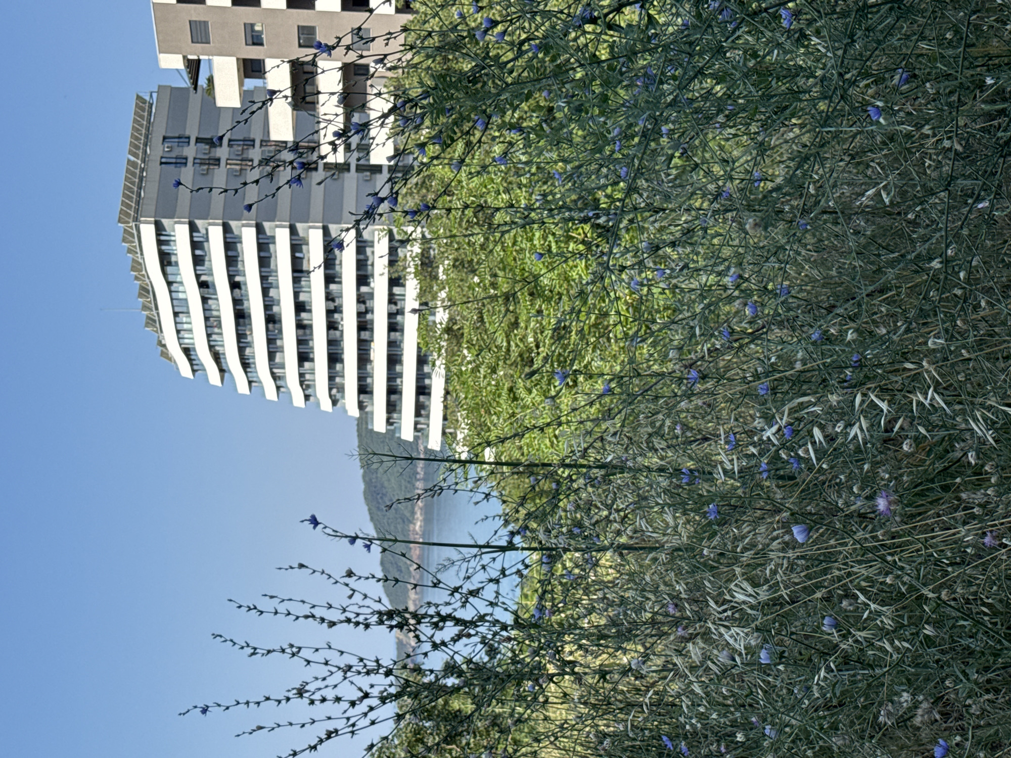 The image depicts a modern building with a striking architectural design, characterized by its white and grey striped facade and numerous balconies. The building rises prominently against a clear blue sky. In the foreground, a dense bush with delicate blue flowers and thin branches partially obscures the view of the building and a body of water in the background. The water is calm and reflects the soft light of what appears to be a sunny day. Beyond the water, a lush green hillside is visible, suggesting a natural landscape adjacent to the urban development. The overall impression is one of a contemporary living space integrated with its natural surroundings. The orientation of the image is vertical, with the building appearing on the left side and the natural elements on the right.