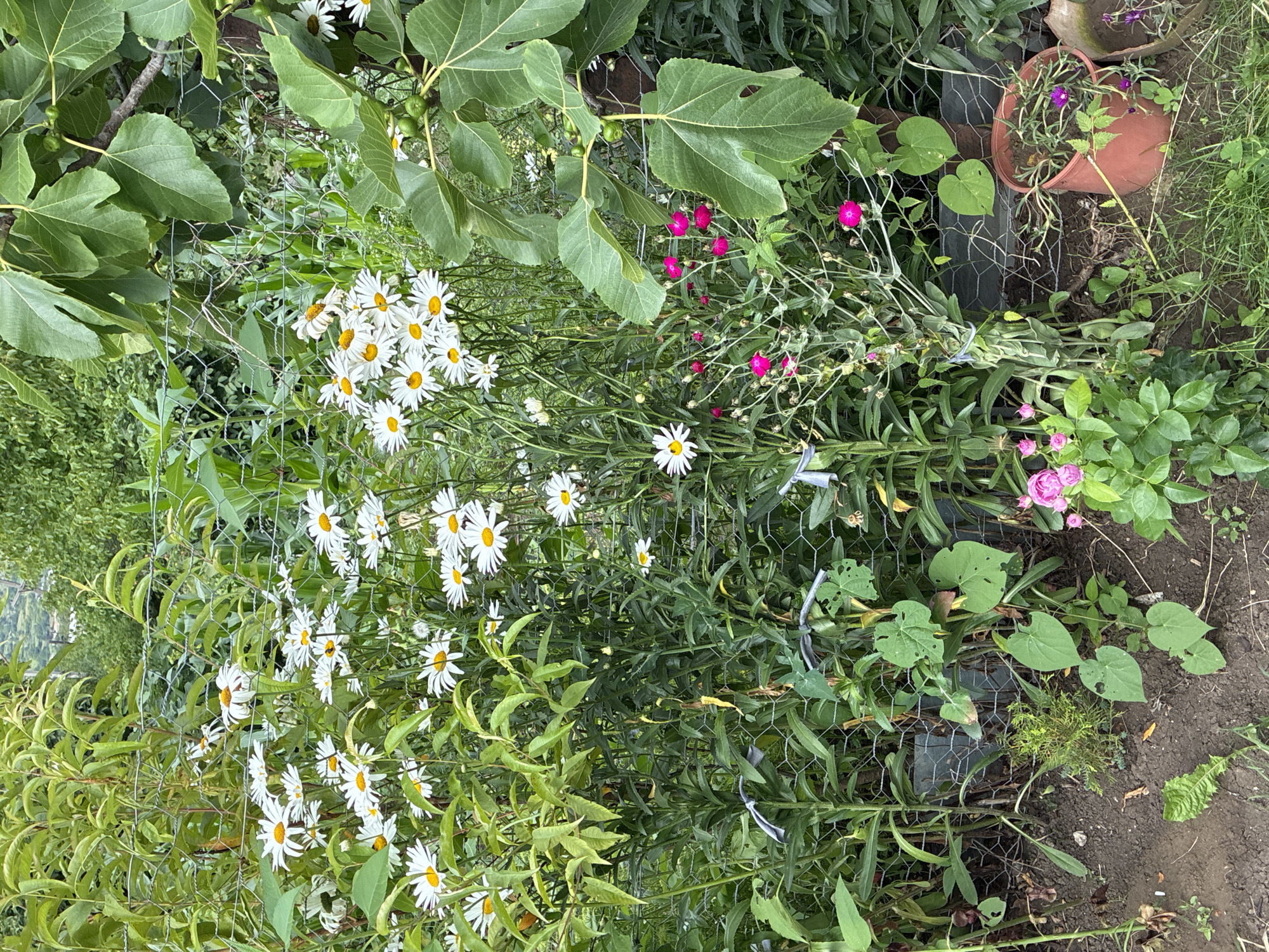 A vertical, medium shot captures an overgrown garden in Surami, Georgia, a wire fence partially obscured by dense foliage and numerous white daisies. The daisies, with their yellow centers, are abundant, with some appearing wilting and others in full bloom. To the right, a fig tree with large green leaves and small green figs is visible, its branches partially supported by the fence. In the foreground, a cluster of small pink roses and some low-lying green plants with heart-shaped leaves are present. A terra cotta pot containing purple flowers and trailing green vines sits on the ground. The overall impression is one of a wild, unkempt garden.