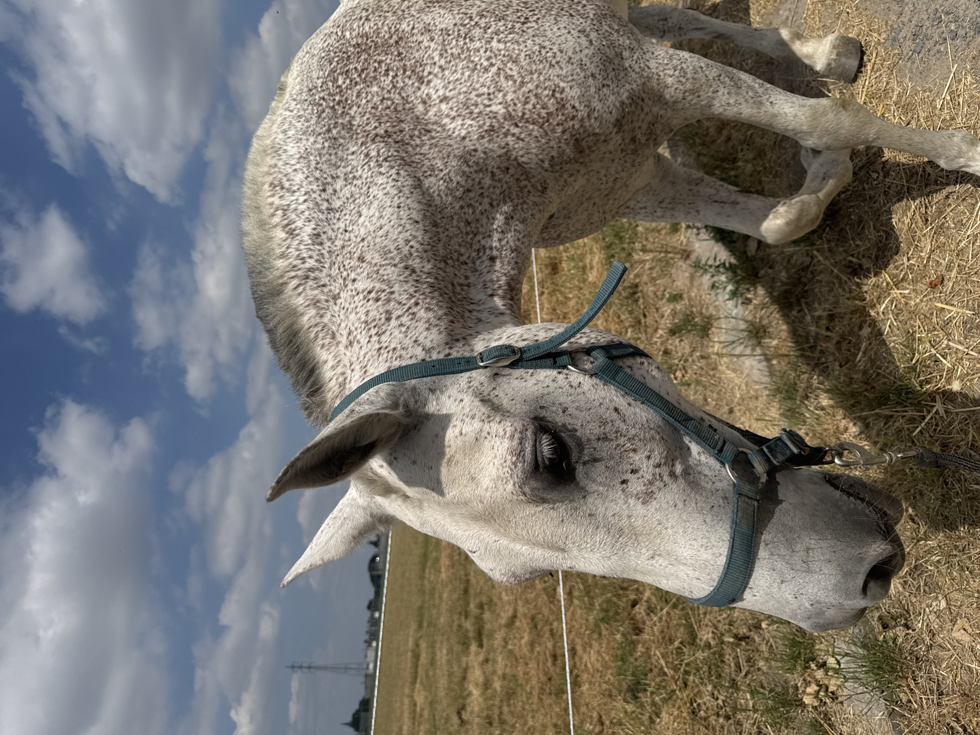 The image is a close-up, low-angle shot of a dappled grey horse standing in a field. The horse is wearing a teal halter with a leash attached. Its head is turned to the left, with its eye visible. The horse's coat is white with numerous small, reddish-brown speckles. The background shows a dry, grassy field with a thin white electric fence running horizontally across the middle of the frame. In the distance, there is a hazy view of buildings and a tall lattice tower, which suggests an urban or semi-urban environment. The sky is blue with scattered white clouds. The lighting indicates it is daytime, likely sunny. The scene appears to be a farm or a paddock on the outskirts of Estaimpuis, Belgium. There are no people or animals other than the horse visible in the image. The ground is covered in dry grass and some dirt.
