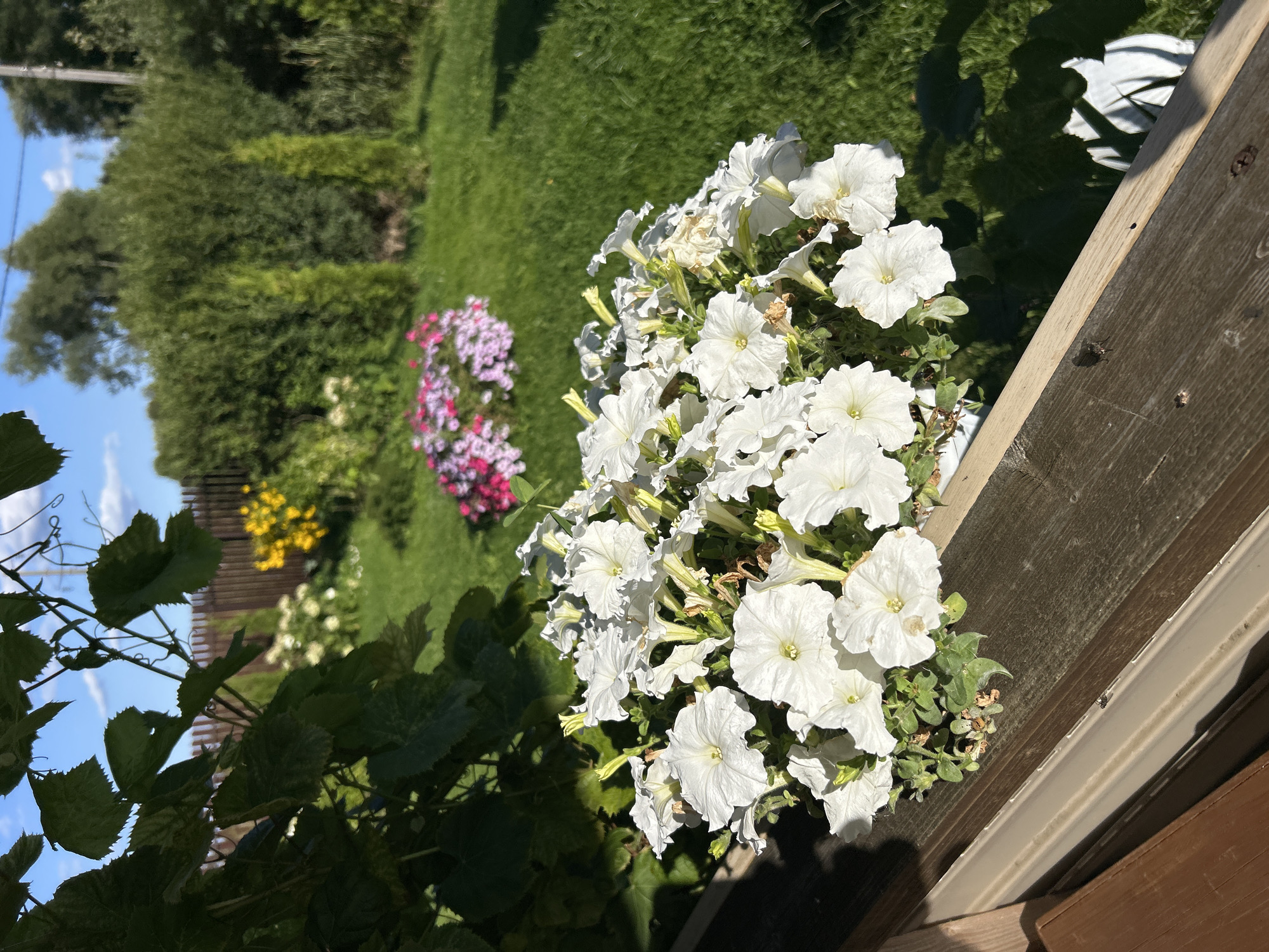 An outdoor, eye-level, medium shot captures a potted arrangement of white petunias in the foreground, resting on a wooden railing. Behind the flowers, a lush green lawn stretches into the background, dotted with patches of pink and purple flowers and a small yellow flower bush. A wooden fence runs along the property line, beyond which are dense green trees and a bright blue sky with scattered clouds. The scene is bathed in sunlight, casting shadows on the grass. No people are visible in the image. The location is an unknown city in Russia.