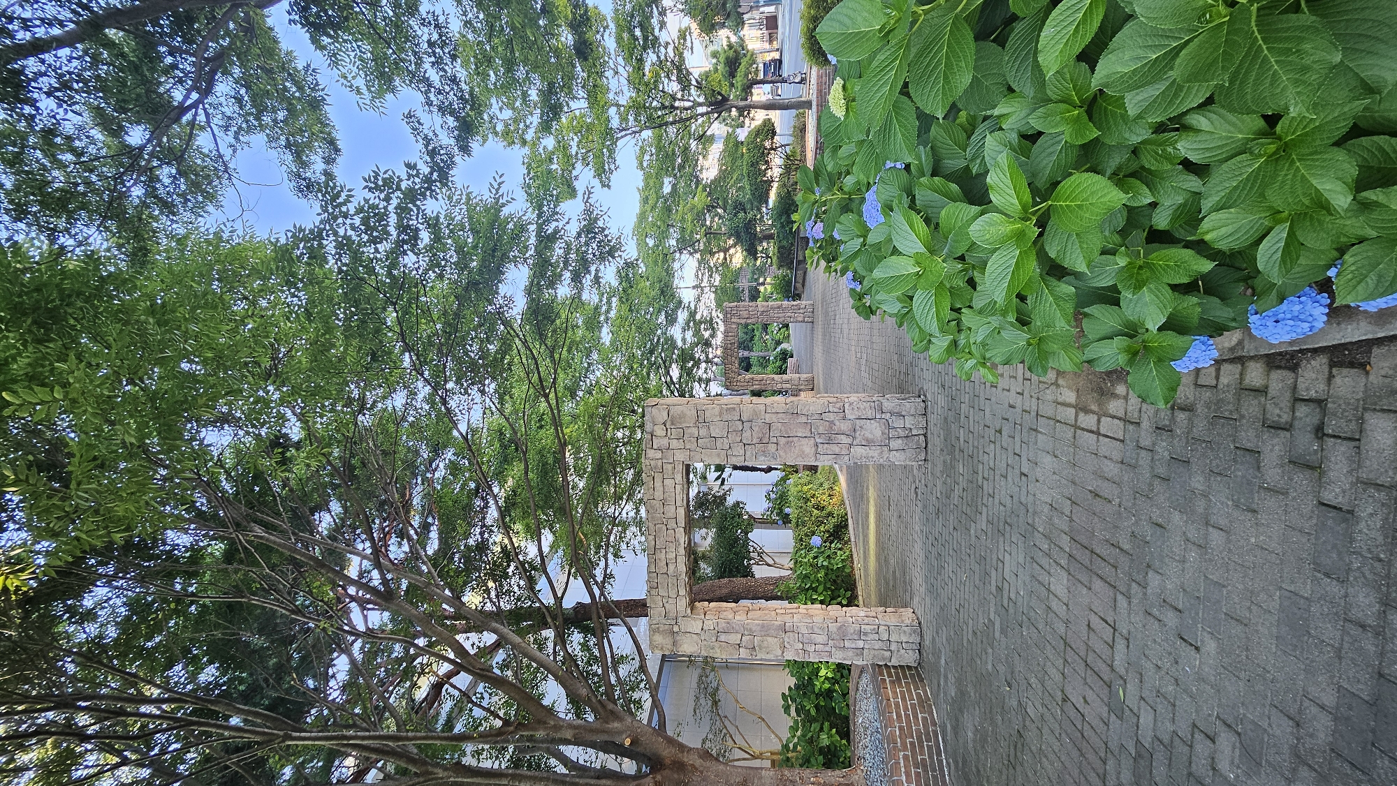A sunlit, slightly elevated view looking down a paved walkway lined with lush green foliage and punctuated by stone archways. In the foreground, a dense arrangement of large, green hydrangea leaves is interspersed with clusters of vibrant blue hydrangea blossoms. The walkway, constructed from interlocking gray pavers, curves gently away from the viewer. To the left, a large tree with a textured, brown trunk and a canopy of green leaves is partially visible. Beyond the first stone archway, another identical archway can be seen further down the path, creating a sense of depth. The archways are constructed from roughly rectangular, light-colored stones. In the background, the walkway continues past more greenery and trees, with a street visible in the distance where a light-colored car is driving. The sky above is a clear, bright blue. The scene appears to be in an urban park or a landscaped area within the city of Geoje-si, South Korea, likely during the daytime in warm weather, given the foliage and blossoms.