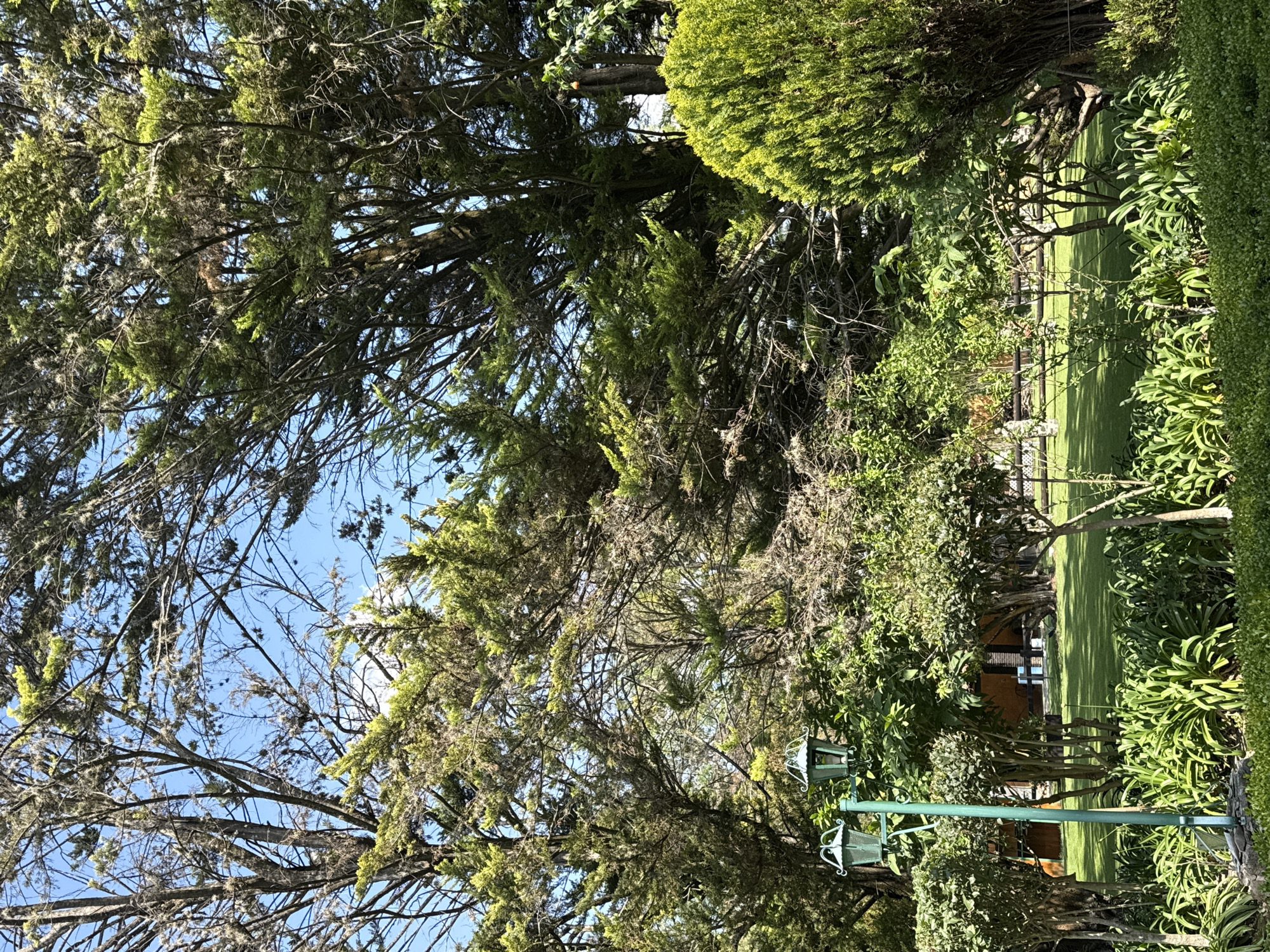 The image shows an outdoor scene in Cañada de Madero, Mexico. A dense canopy of trees, including evergreens, fills much of the frame, allowing glimpses of a blue sky. A neatly manicured lawn is visible behind a row of small trees and landscaping, with a building partially visible in the background. A green lamppost stands in the foreground.