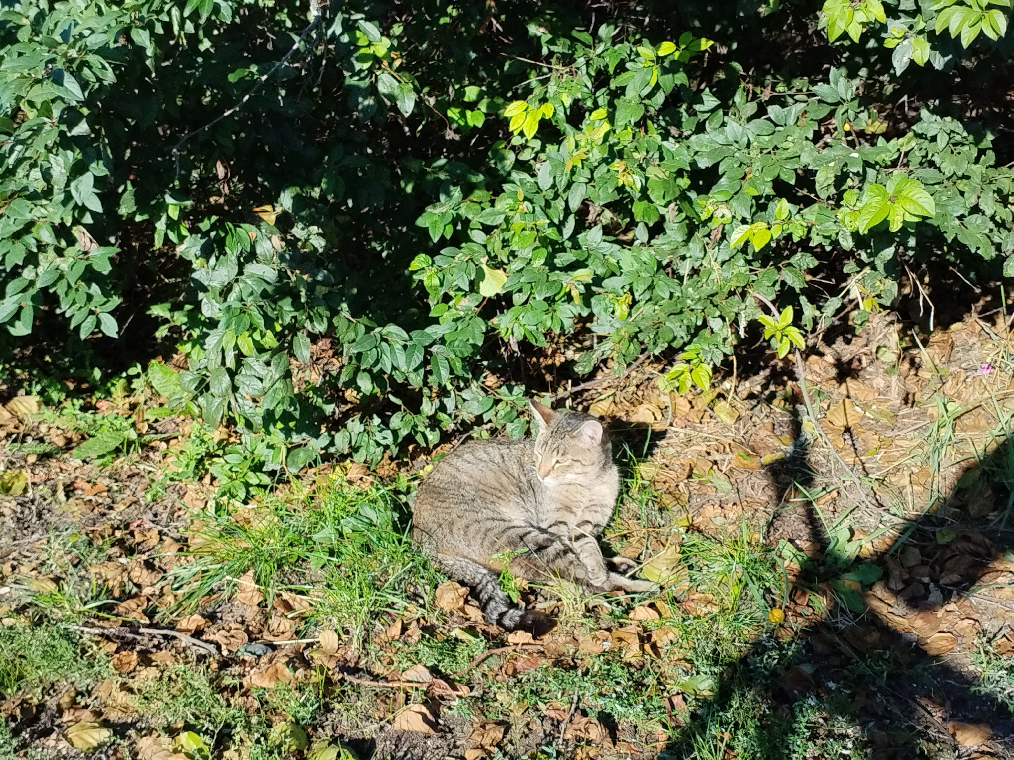 A tabby cat with grey and brown stripes is curled up on the ground in a patch of grass and fallen leaves. The cat is facing to the right of the frame, with its head turned to look slightly left. Behind the cat, a dense green bush fills the upper half of the image. Sunlight filters through the leaves of the bush, creating dappled shadows on the ground. The ground is covered with a mixture of dry brown leaves, green grass, and dark soil. The scene appears to be outdoors, possibly in a park or garden.