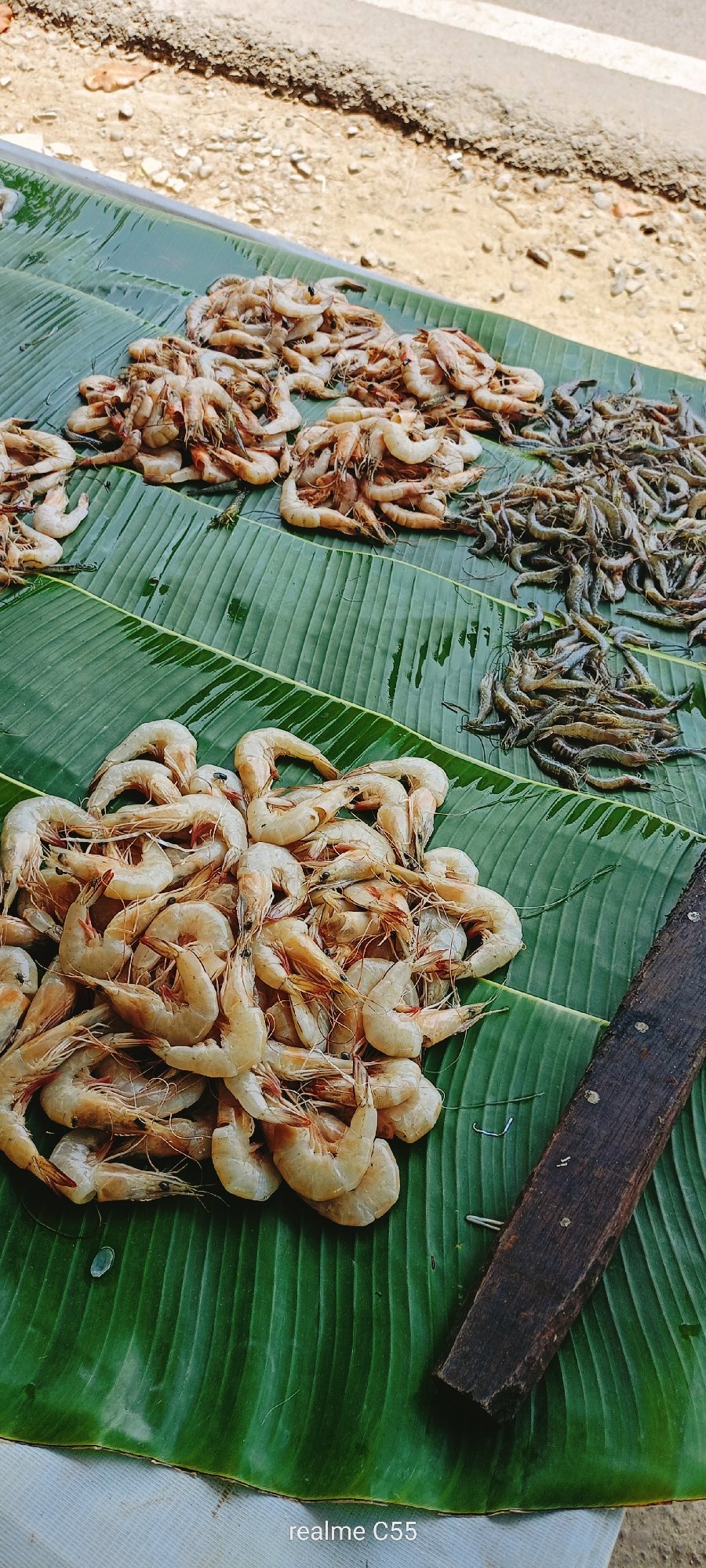 This vertical shot captures an outdoor market scene, likely a roadside stall in Lhokseumawe, Indonesia, displaying fresh seafood for sale. The primary subjects are numerous piles of raw shrimp and small crustaceans, artfully arranged on large, verdant banana leaves.
In the foreground and mid-ground, several distinct piles of fresh shrimp are visible. The largest pile, situated in the lower-left portion of the frame, consists of plump, light-colored shrimp with translucent bodies and delicate antennae. Further up, multiple other heaps of similar, medium-sized shrimp are spread across the banana leaves. To the right, separate sections feature smaller, darker, slender crustaceans, resembling tiny prawns or anchovies, indicating a variety of catches on offer. The banana leaves, with their distinct ribbed patterns, appear fresh and slightly damp, serving as a natural and traditional surface for displaying food.
The background reveals a bright, sunlit environment with an unpaved, rough ground area, consistent with a roadside or informal market setting. The bright illumination suggests it is daytime, possibly morning or early afternoon. A dark, weathered wooden plank or stick lies across the bottom-right corner of the banana leaf display.
The scene conveys a sense of local commerce and the availability of fresh produce. No individuals are present in the image, but the organized display implies an ongoing activity of selling or preparing for sale. The text "realme C55" is visible as a watermark in the bottom right corner.