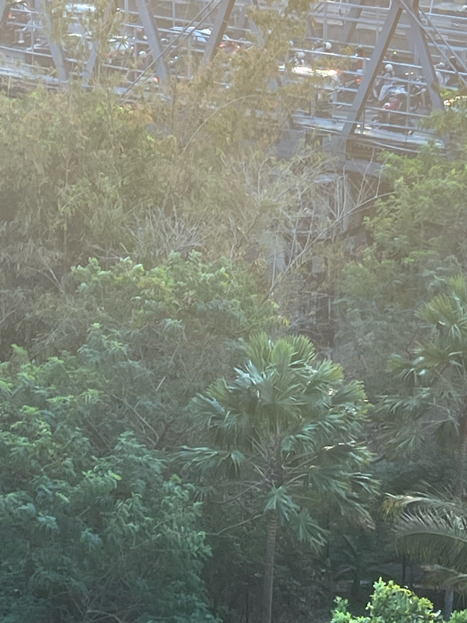 The image depicts a dense canopy of trees with a complex structure of steel beams and what appear to be elevated seating or platforms visible in the background. The foliage is lush and varied, with a prominent palm tree in the foreground. The lighting suggests it is daytime, with soft light filtering through the leaves and casting a hazy glow. There are no visible people or specific identifiable objects that would indicate a precise location or activity within the city of Unknown, Unknown.