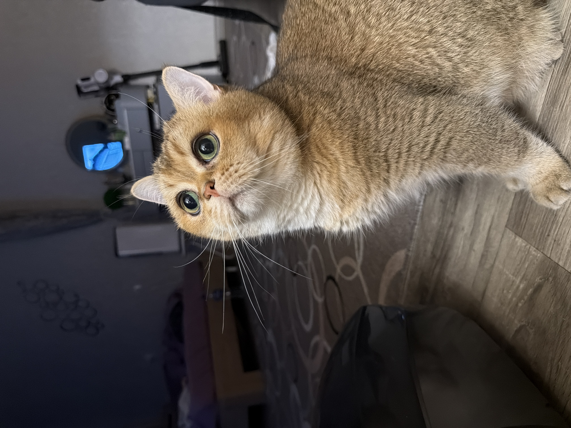 A golden British Shorthair cat with bright green eyes looks upwards in a room. The cat's fur is a rich, coppery gold with lighter cream-colored fur on its chest and neck. Its whiskers are long and white, fanning out from its nose. In the background, a dark rectangular object, possibly a television or piece of furniture, is visible. Above the cat's head, a small, bright blue object hangs in the air, catching the light. The floor appears to be made of wood-grain laminate or tile, with a patterned rug visible further back. The lighting suggests an indoor environment, likely a home. There is no information provided to determine the location in the city of Novaya Usman, Russia.
