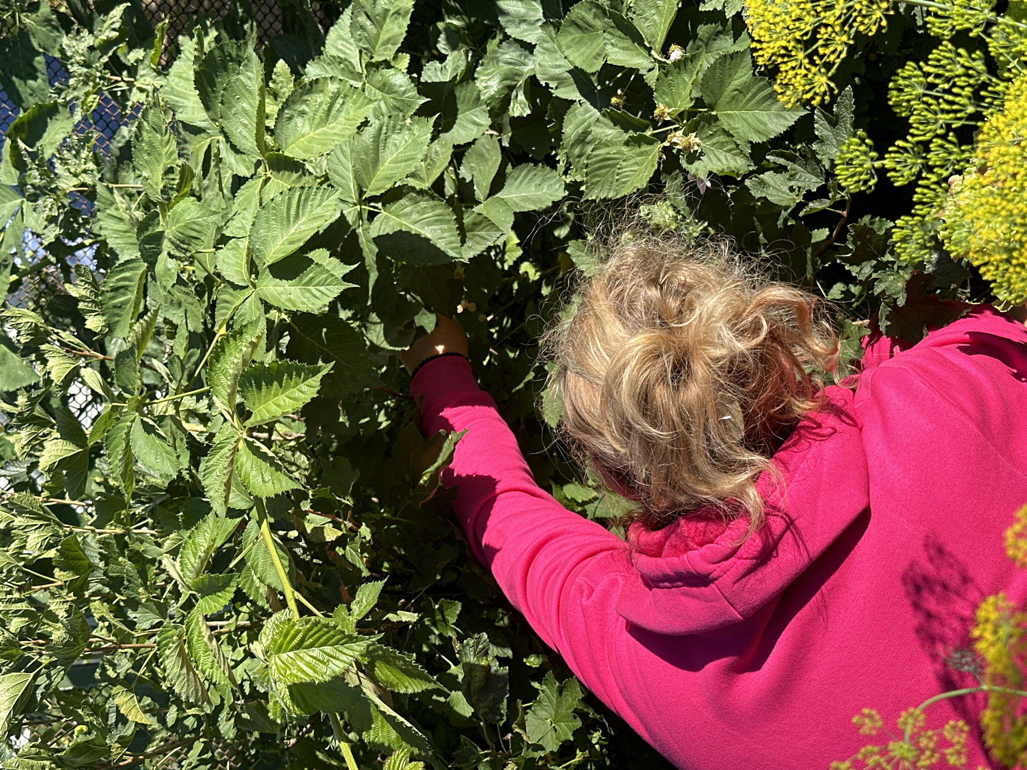 In an outdoor setting, a person wearing a bright pink hooded sweatshirt is partially visible from the shoulders up, reaching into a dense green leafy plant. Their blonde hair is curly and visible at the back of their head. Their right arm, clad in the pink sweatshirt, is extended into the foliage, and their hand is obscured by the leaves. The leaves are a vibrant green and appear to be from a bush or vine, with some smaller white flowers interspersed among them. In the foreground and to the right, a cluster of yellow dill flowers is in focus, creating a stark contrast to the green leaves. The scene is bathed in sunlight, casting shadows on the plants and the person's clothing. The background shows a glimpse of a wire fence and the blue sky. The image captures a moment of harvesting or foraging in a garden.