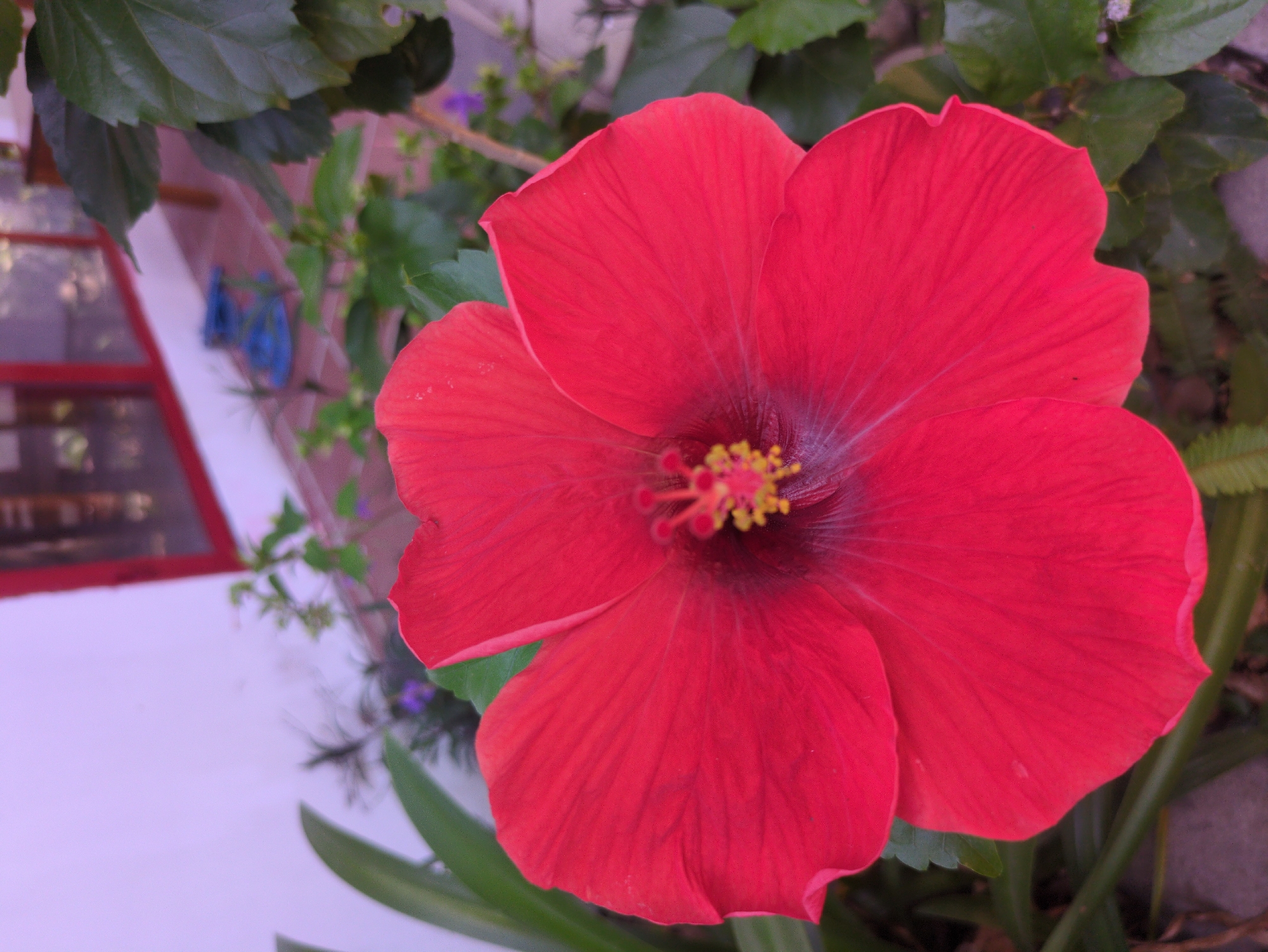 A close-up shot focuses on a vibrant red hibiscus flower in full bloom, with yellow stamen. The flower is surrounded by green leaves. In the background is a white wall with a red-framed window. It is located in Phú Quốc, Vietnam.