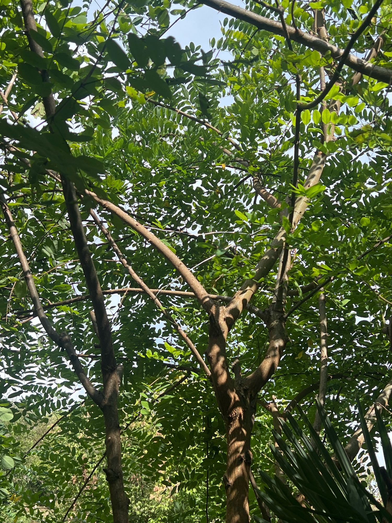 The image shows a dense canopy of green foliage from multiple trees, with visible branches and trunks in the foreground and mid-ground. Sunlight filters through the leaves, creating dappled light and shadows. In the lower right portion of the image, the sharp, pointed leaves of a different plant, possibly a palm or yucca, are visible. The background is a bright, hazy sky. The scene is a naturalistic outdoor environment, likely a park or garden, with no people or specific urban structures clearly discernible, though it is stated to be in the city of Sokhumi, Abkhazia.