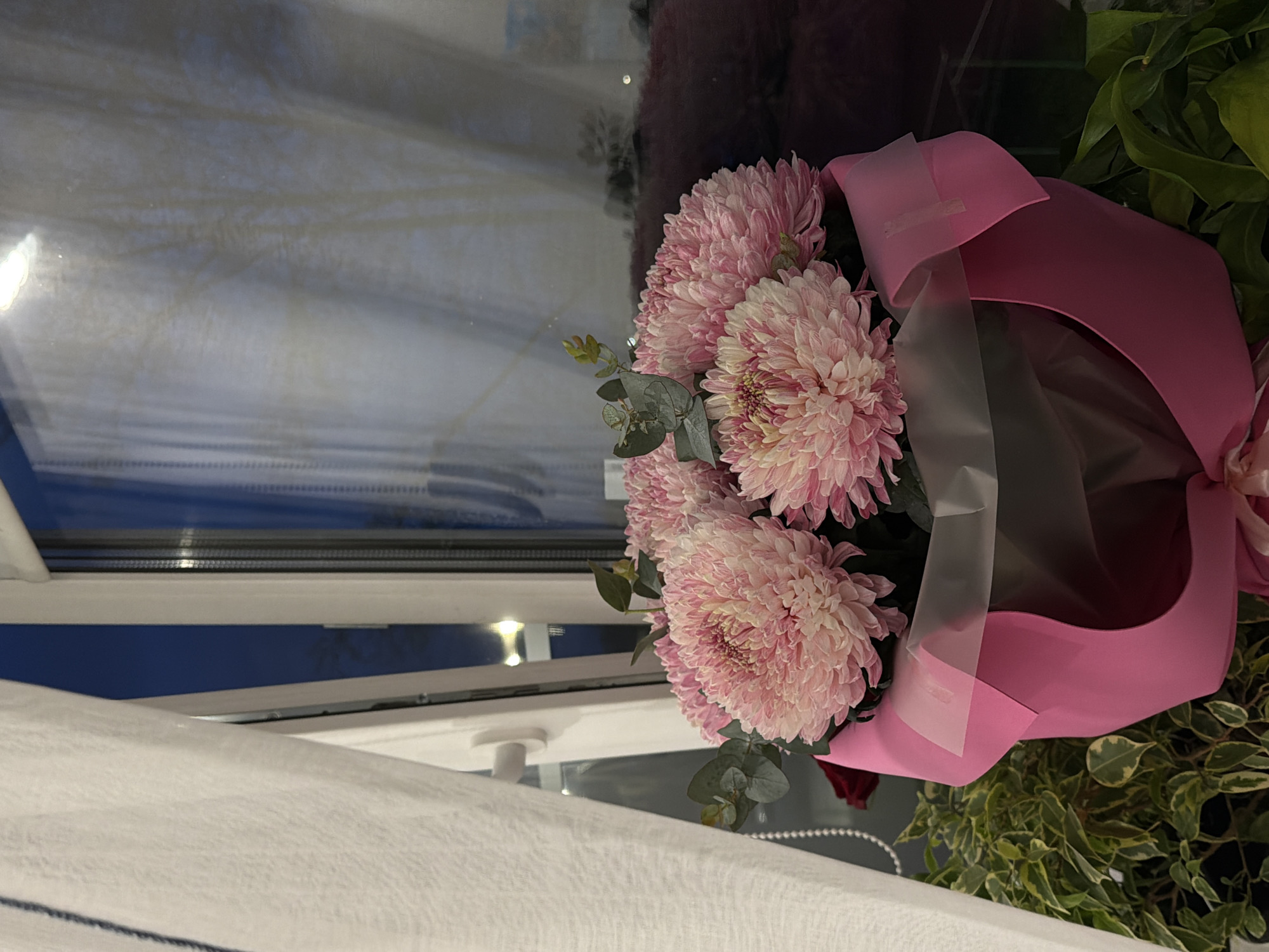 The image captures a vibrant bouquet of pink chrysanthemums placed indoors, likely near a window, during what appears to be evening or nighttime. The bouquet consists of several large, fluffy pink flowers with intricate, densely packed petals, displaying subtle variations in shade from light pink to nearly white at their centers. Green foliage, resembling eucalyptus leaves, is interspersed among the flowers.
The bouquet is artfully wrapped in a combination of materials: a prominent, deep pink paper or material forms the outer structure of the wrap, giving it shape, while clear and translucent lighter pink plastic or cellophane layers enclose the flowers more closely.
To the left, a white window frame is clearly visible, with reflections on the glass suggesting indoor lighting. Through the window, the outside appears dark, with hints of a blueish hue, indicating it's either late evening or night. Below the window, a white curtain or blind is partially drawn. To the right of the bouquet, a lush green potted plant with variegated leaves (green and cream/yellow) adds to the indoor setting. The overall scene suggests a thoughtful arrangement of flowers in a cozy domestic environment. No people or visible text are present in the image.