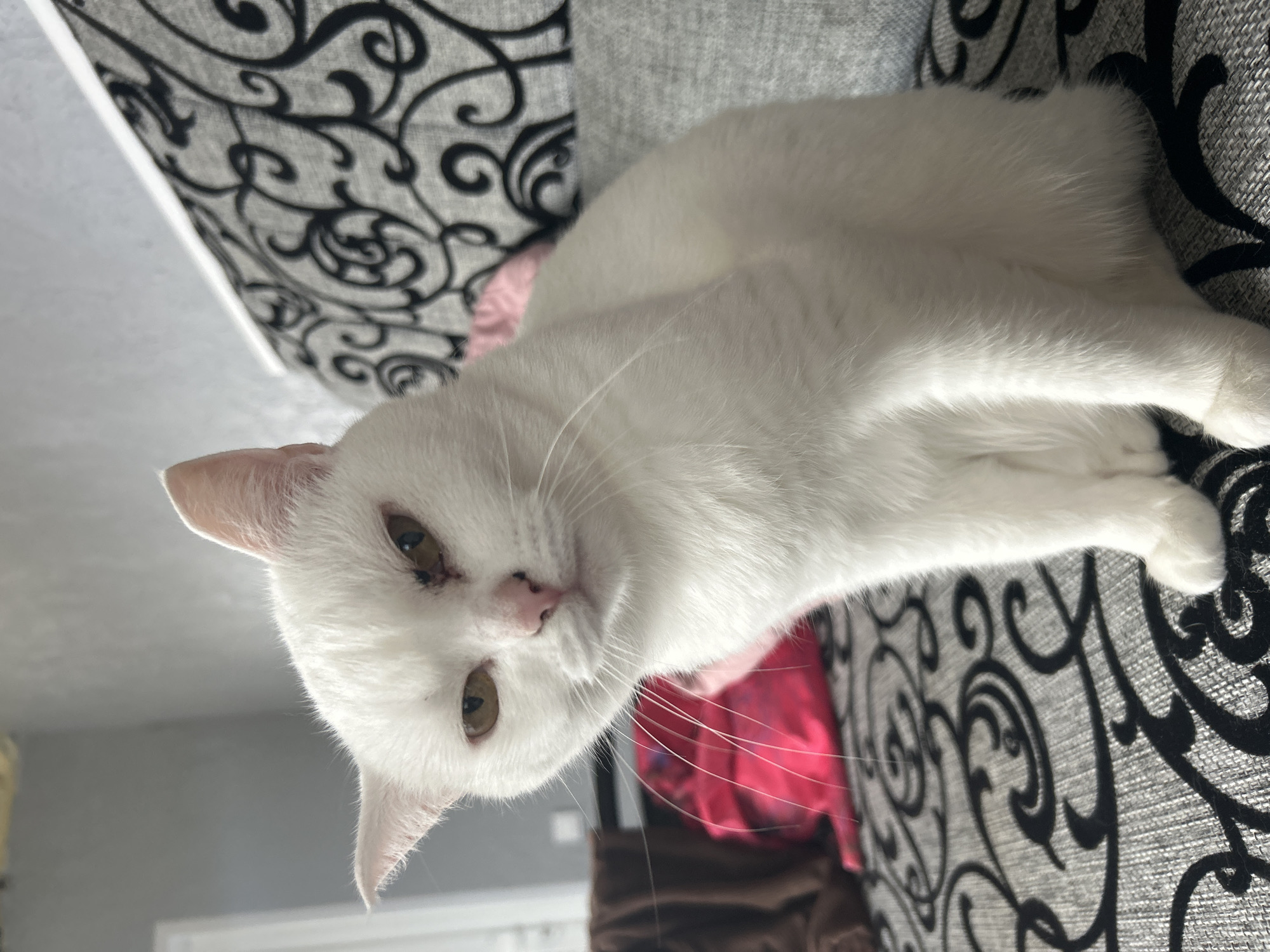 A white cat is lying on a gray and black patterned couch. The cat has light yellow eyes and a pink nose. The couch is situated in front of a gray wall. There is a pink and brown object underneath the cat. I don't have enough information to determine the location in the city of Chaikovsky, Russia.