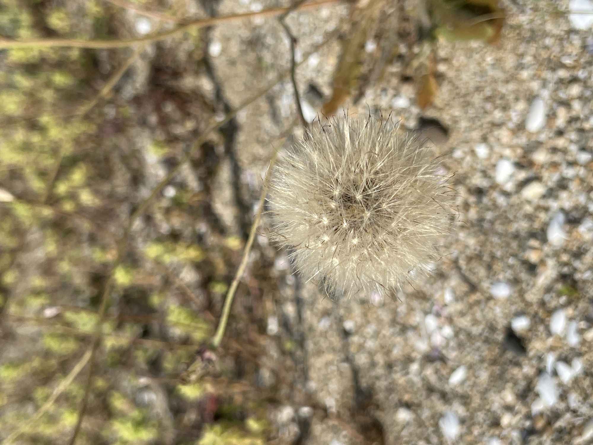 A close-up, high-angle shot focuses on a fluffy, seed-laden dandelion head in the foreground. The dandelion's delicate white pappus catches the light, surrounded by thin, dark brown seed stalks. The background is a soft blur of sandy terrain dotted with small white shells and pebbles. In the middle distance, patches of green and yellow foliage, likely low-lying plants and dry grasses, create a textured backdrop. The scene appears to be an outdoor natural environment, possibly a coastal area given the shells. This image was taken in the vicinity of Sinemorets, Bulgaria, where such natural landscapes are common.
