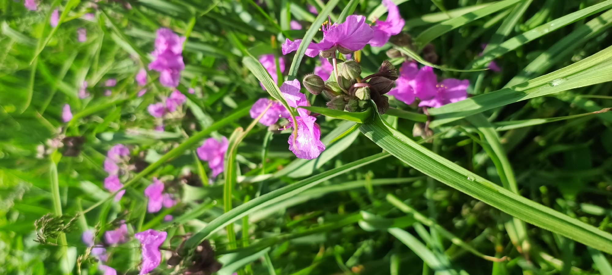 In a close-up, vertical, outdoor shot, a cluster of small, vibrant purple flowers with delicate petals and prominent yellow stamens are partially visible amidst lush green grass. The flowers, likely Spiderworts, are clustered on a stem that angles towards the right side of the frame. Some of the flowers are in full bloom, while others are still in bud, encased in green sepals. The long, slender blades of grass are a dominant element, with some blades featuring small droplets of water, suggesting recent dew or rain. The lighting suggests it is daytime, with sunlight casting shadows and highlighting textures. The background is a soft blur of more greenery and out-of-focus purple blooms, creating a shallow depth of field that emphasizes the foreground flowers. The scene appears natural, possibly a garden or a wild meadow.