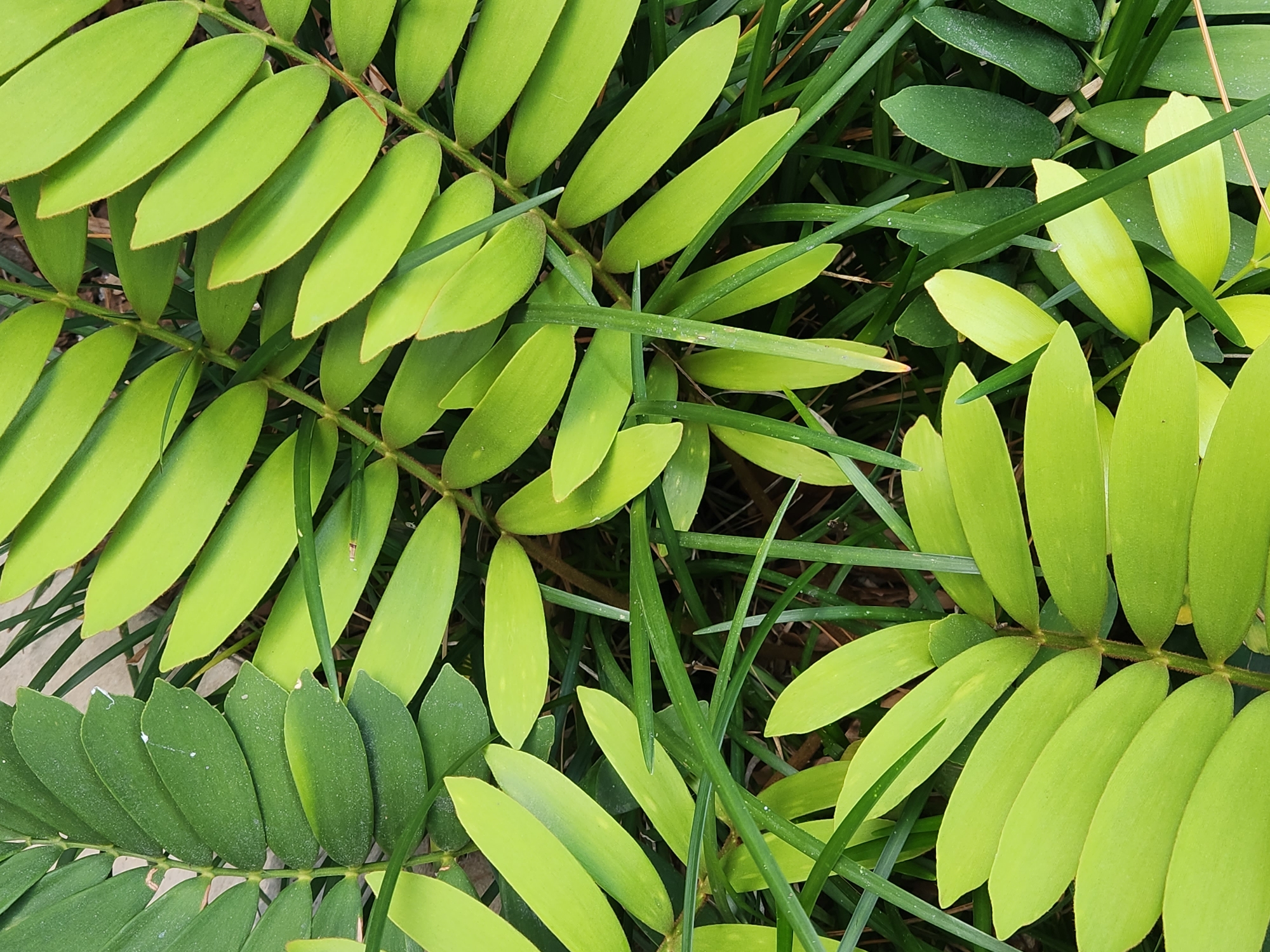 The image is a close-up, overhead view of green leaves and grass. The leaves are varied in shape and size, with some appearing to be from a larger plant with multiple leaflets, while others are broader and oval-shaped. The grass is thin and blade-like, interspersed among the leaves. The lighting suggests it is daytime, and the scene is outdoors. No specific identifiable landmarks or objects are visible that would indicate a particular location within Altamonte Springs, United States of America. There are no people, actions, or interactions depicted.