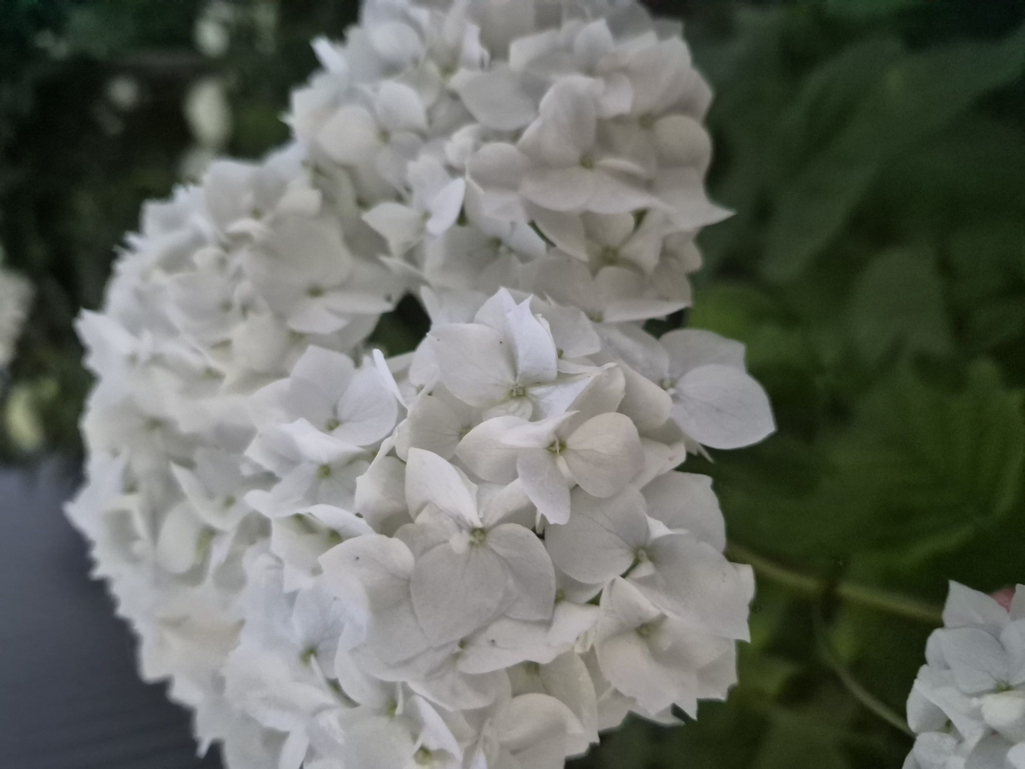 A close-up, eye-level, vertical shot captures a cluster of white hydrangeas. The flowers dominate the frame, with their numerous petals layered densely. The background is a blurred mix of dark green foliage and a hint of a gray wall on the upper left. The lighting appears to be natural, possibly overcast, creating soft shadows and highlighting the delicate texture of the petals. There are no people or animals visible in the image.