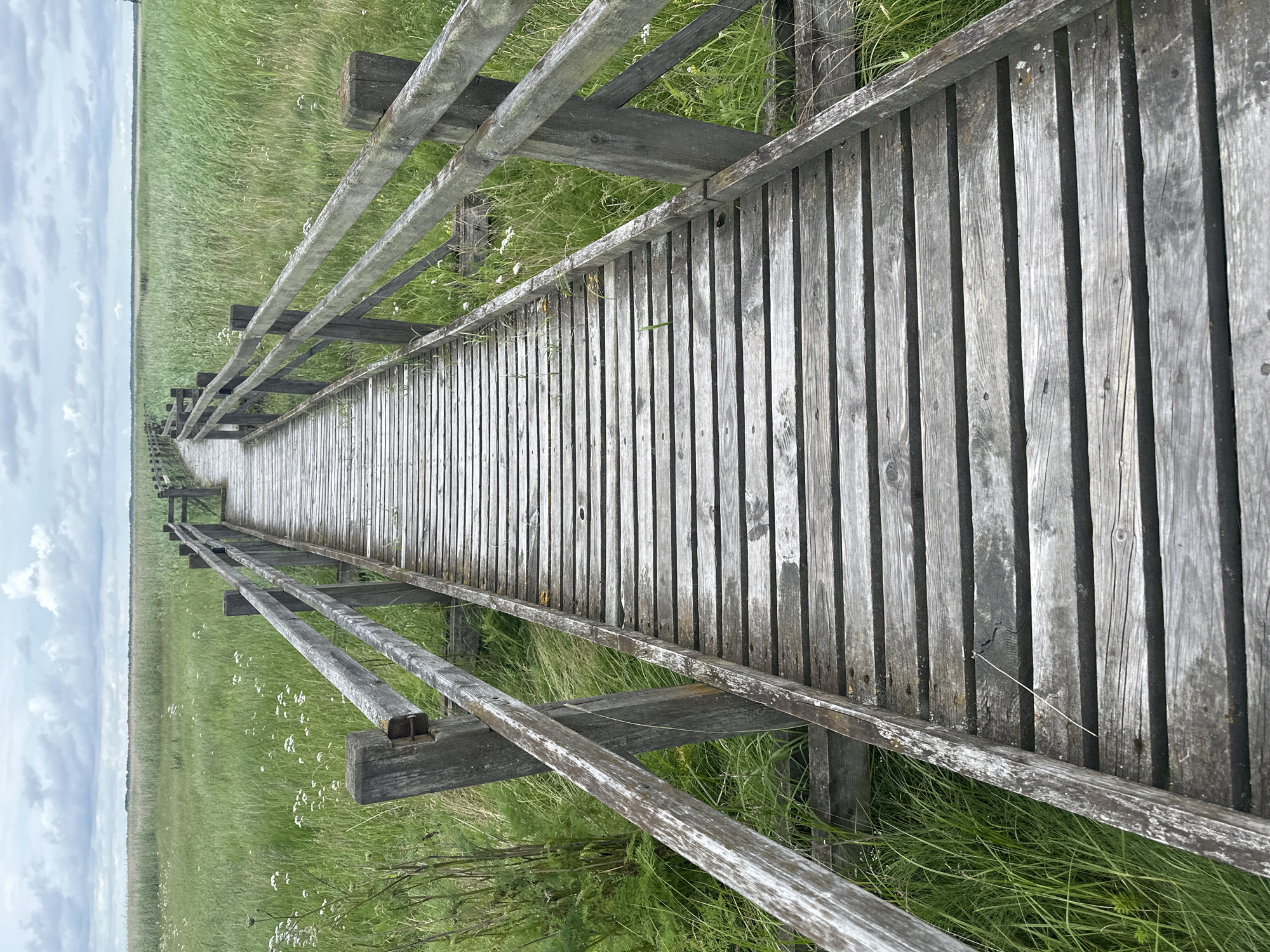 The image shows a weathered wooden boardwalk extending into a vast, green, grassy field under a cloudy sky. The boardwalk has wooden railings on both sides, constructed from rough-hewn posts and planks. The planks of the boardwalk are uneven and appear aged, with visible grain and some signs of wear. Small white wildflowers are scattered throughout the tall grass. The scene is a natural landscape with no visible people or urban structures. This boardwalk is located in the Papes nature reserve, a protected area on the coast of Latvia, near the city of Liepāja, known for its unique ecosystems and birdwatching opportunities.