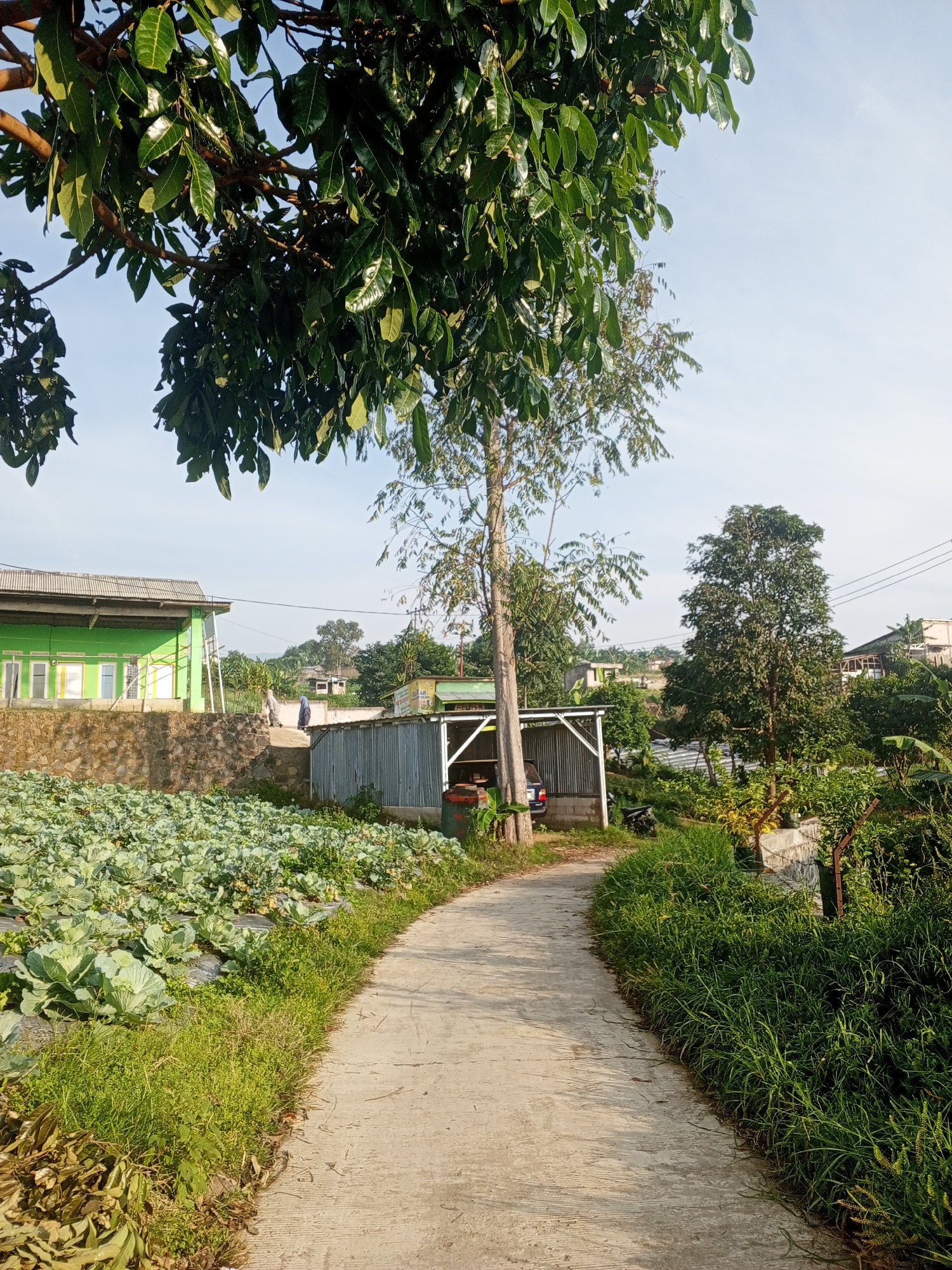 This image captures a serene rural or semi-rural scene in Weddagala, Sri Lanka, under a clear, bright sky, indicative of morning or late afternoon sunlight. A concrete pathway curves gently from the foreground into the midground, leading towards a cluster of buildings and trees.
To the left of the path, an extensive agricultural field is cultivated with rows of mature, leafy green cabbages, with plastic mulch visible between the plants. Beyond this field, a prominent bright green building with a gray corrugated roof and white-framed windows and doors is supported by a stone retaining wall. In the mid-ground, near this building and retaining wall, two distant figures, appearing to wear head coverings, are visible, possibly walking or standing.
The right side of the pathway is bordered by vibrant green grass and various tropical foliage, including banana plants in the distance. A small, utilitarian shed with corrugated metal walls and a roof stands next to the path, partially obscuring a dark-colored vehicle, possibly a car, parked inside. Another motorcycle is parked nearby. Above the shed, a partially visible sign displays the text "GULA AR". A tall, slender tree trunk rises near this shed, while a larger, dense tree and faint power lines are visible against the sky in the upper right background. Large, leafy branches from an overhead tree, potentially a mango tree, overhang the top of the frame, adding natural depth. The overall scene conveys a sense of peaceful community life intertwined with agriculture in a verdant setting.