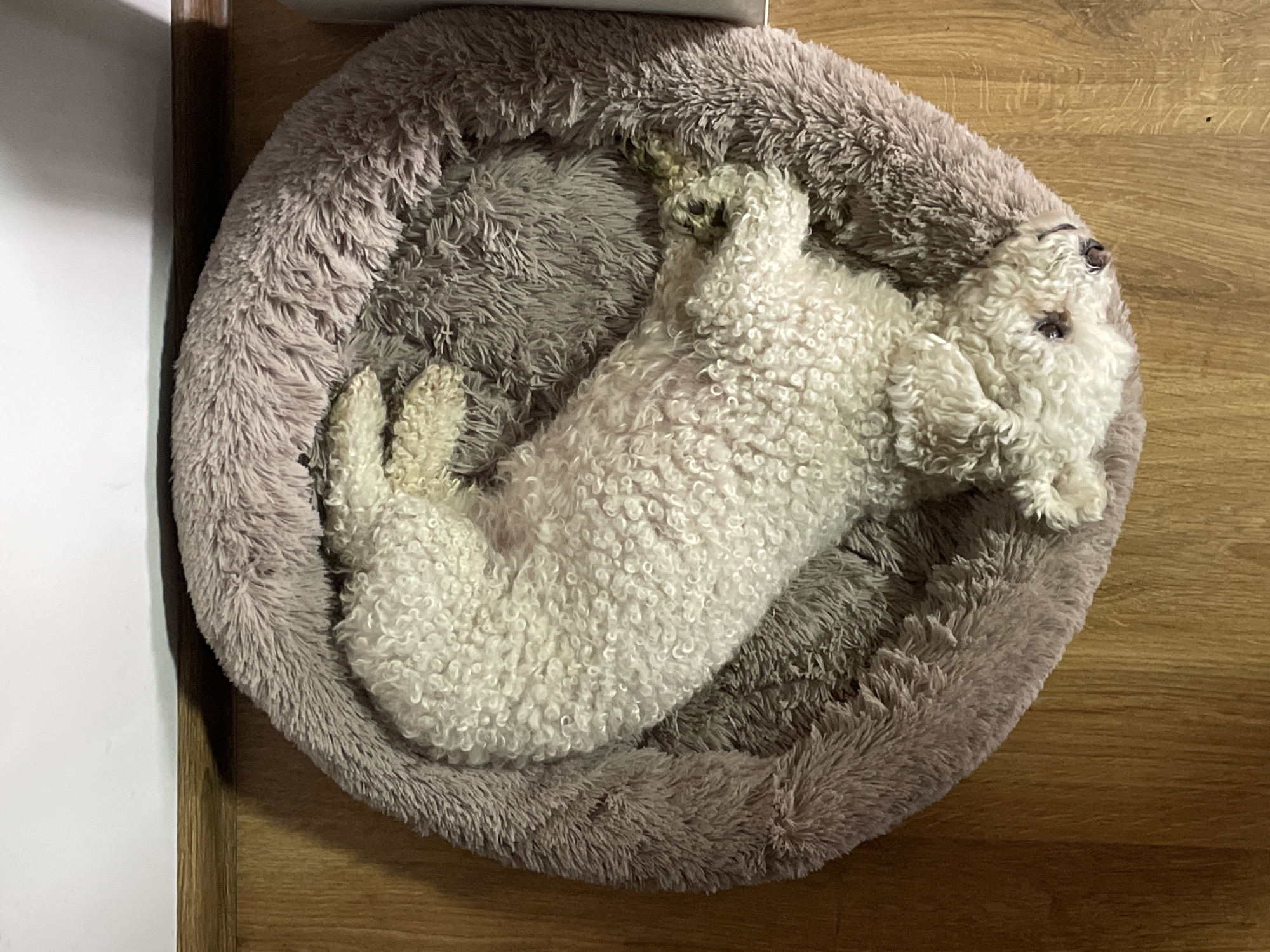 A white, curly-haired dog is curled up asleep in a round, furry, grey and mauve dog bed. The bed is positioned on a wooden floor next to a white wall and a light brown door frame. The dog is lying on its side.
