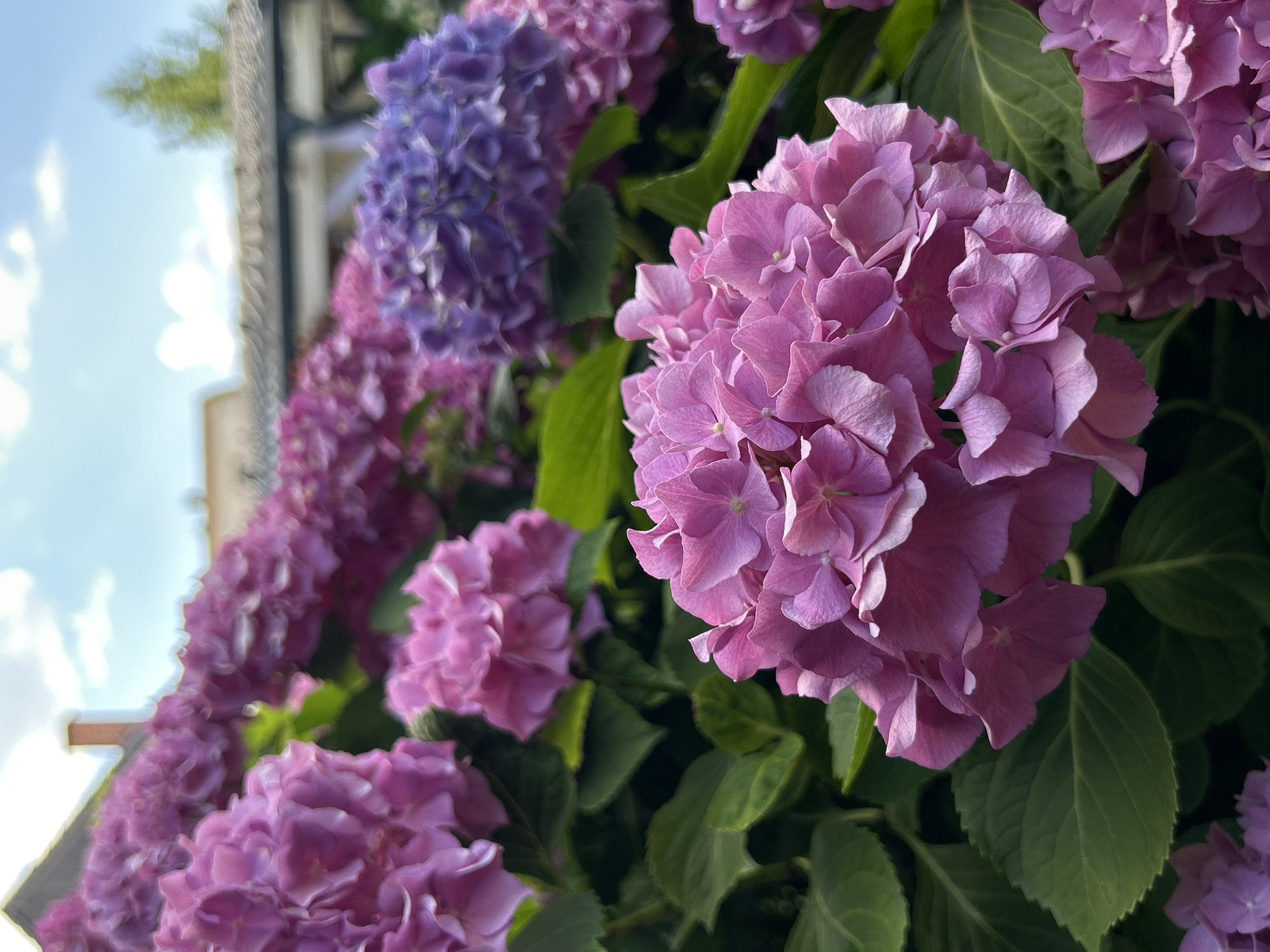 In a close-up, low-angle shot, a cluster of vibrant pink hydrangeas dominates the foreground. The flower heads are densely packed with numerous small, ruffled petals, creating a lush and textured appearance. The leaves are a deep, rich green, providing a contrasting backdrop to the blossoms.
Behind the prominent pink flowers, a row of hydrangeas in varying shades of pink and purple stretches into the background, creating a sense of depth. The flowers recede in focus, softening their details.
Further in the distance, a dark, tiled roof structure is visible, suggesting a building or pergola. Above this structure, the sky is a bright blue with scattered white clouds, indicating an outdoor setting on a sunny day. A hint of green foliage from a distant tree can be seen peeking above the roofline. The overall impression is one of a vibrant and well-maintained garden.