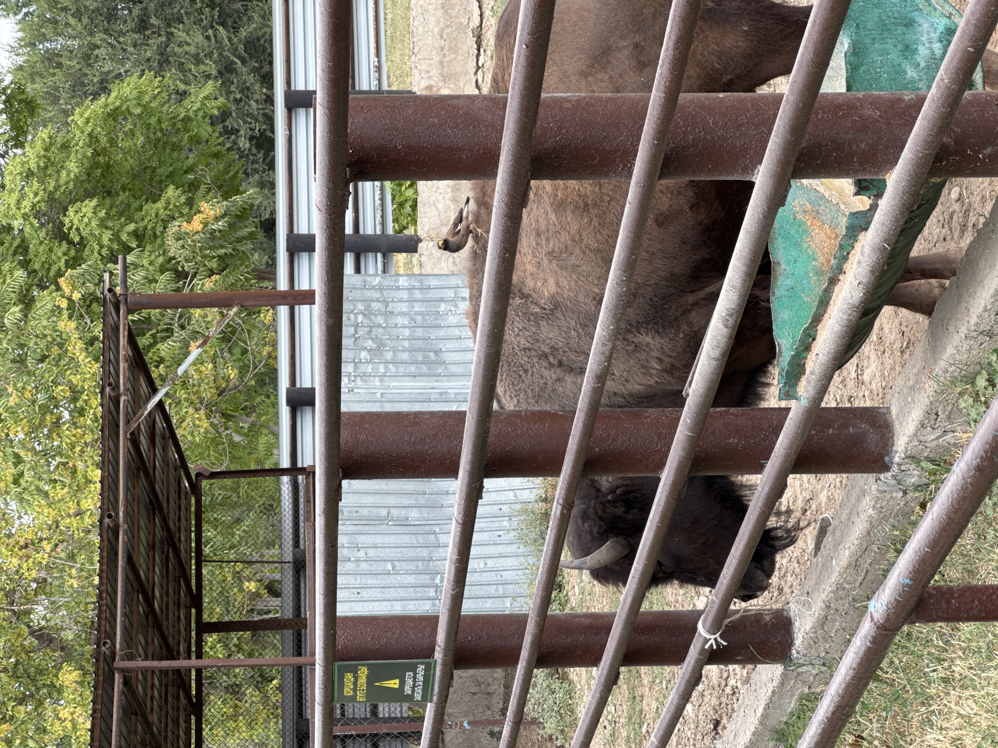The image depicts a bison in an enclosure, likely at a zoo or wildlife park in Shymkent, Kazakhstan. The bison, a large, dark brown animal with a distinctive hump and curved horns, is partially visible behind a series of thick, reddish-brown metal bars that form the enclosure's fence. A small bird with dark plumage and a yellow beak is perched on the bison's back, seemingly unbothered by the large mammal.
The enclosure appears to be an outdoor setting with a metal roof structure providing shade in the background. Behind the bison and the fence, a corrugated metal wall is visible, suggesting the enclosure is part of a larger facility. Green foliage from trees can be seen above the metal roof and in the distance, indicating an outdoor environment with natural elements.
A green sign with yellow text is attached to the fence in the left portion of the image. The text on the sign appears to be in a Cyrillic or similar script, possibly indicating rules or warnings for visitors. A concrete base runs along the bottom of the enclosure, and patchy dry grass and dirt are visible within the pen. A weathered, green feeding trough is situated in the foreground, partially obscured by the bars. The overall impression is a functional enclosure designed to house and display large animals, with clear indications of visitor interaction being restricted.