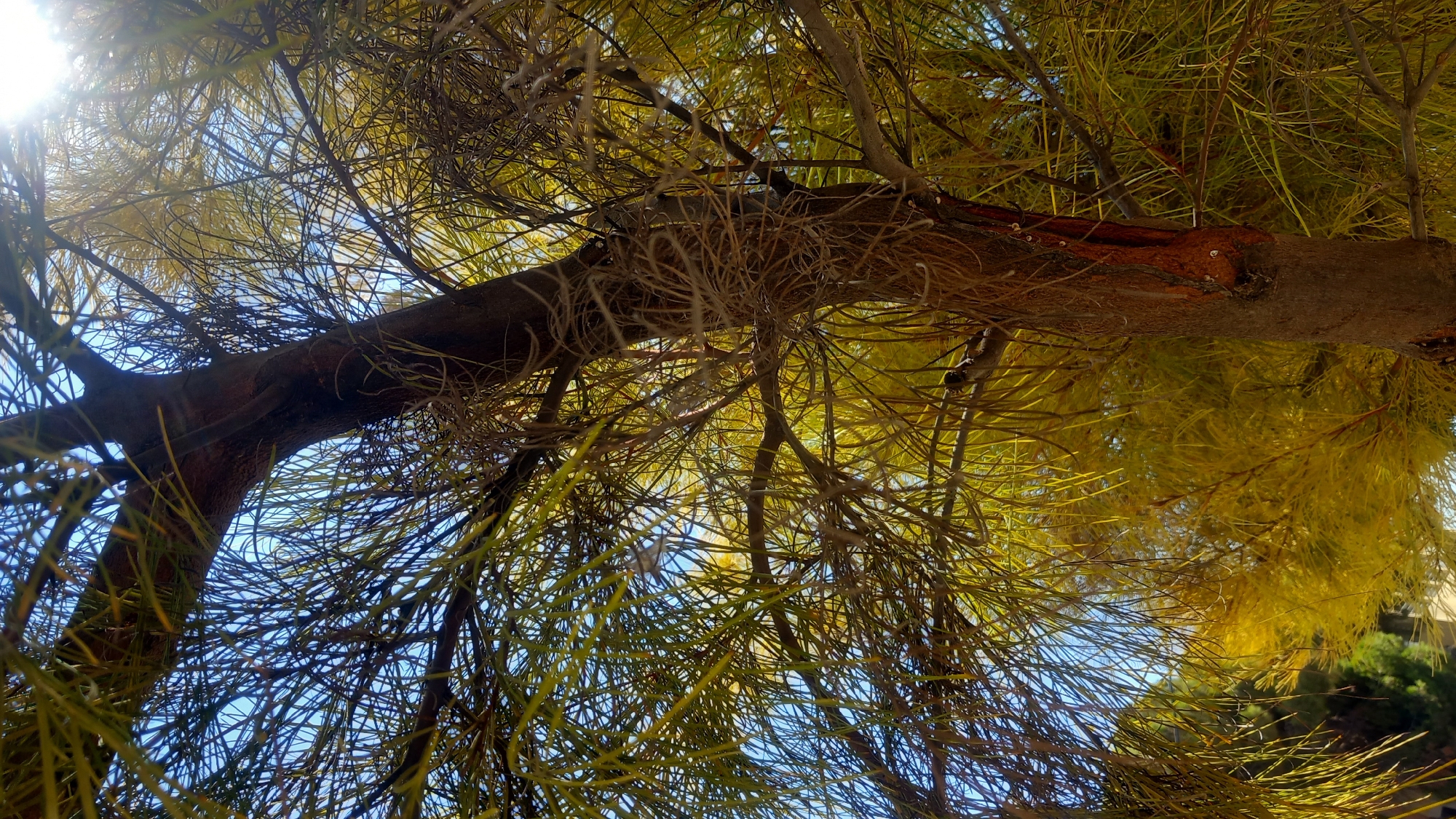 The image is a close-up, low-angle shot of a tree trunk and its branches, viewed against a bright blue sky. The tree has rough, reddish-brown bark with some peeling sections. The branches are thin and numerous, adorned with needle-like foliage that appears to be yellowing or golden, suggesting it might be autumn or a dry season. Sunlight filters through the leaves and branches, creating bright highlights and a lens flare in the upper right portion of the image. The overall impression is one of natural beauty and the changing seasons. The context provided indicates this scene is located in the city of Kos, Greece.