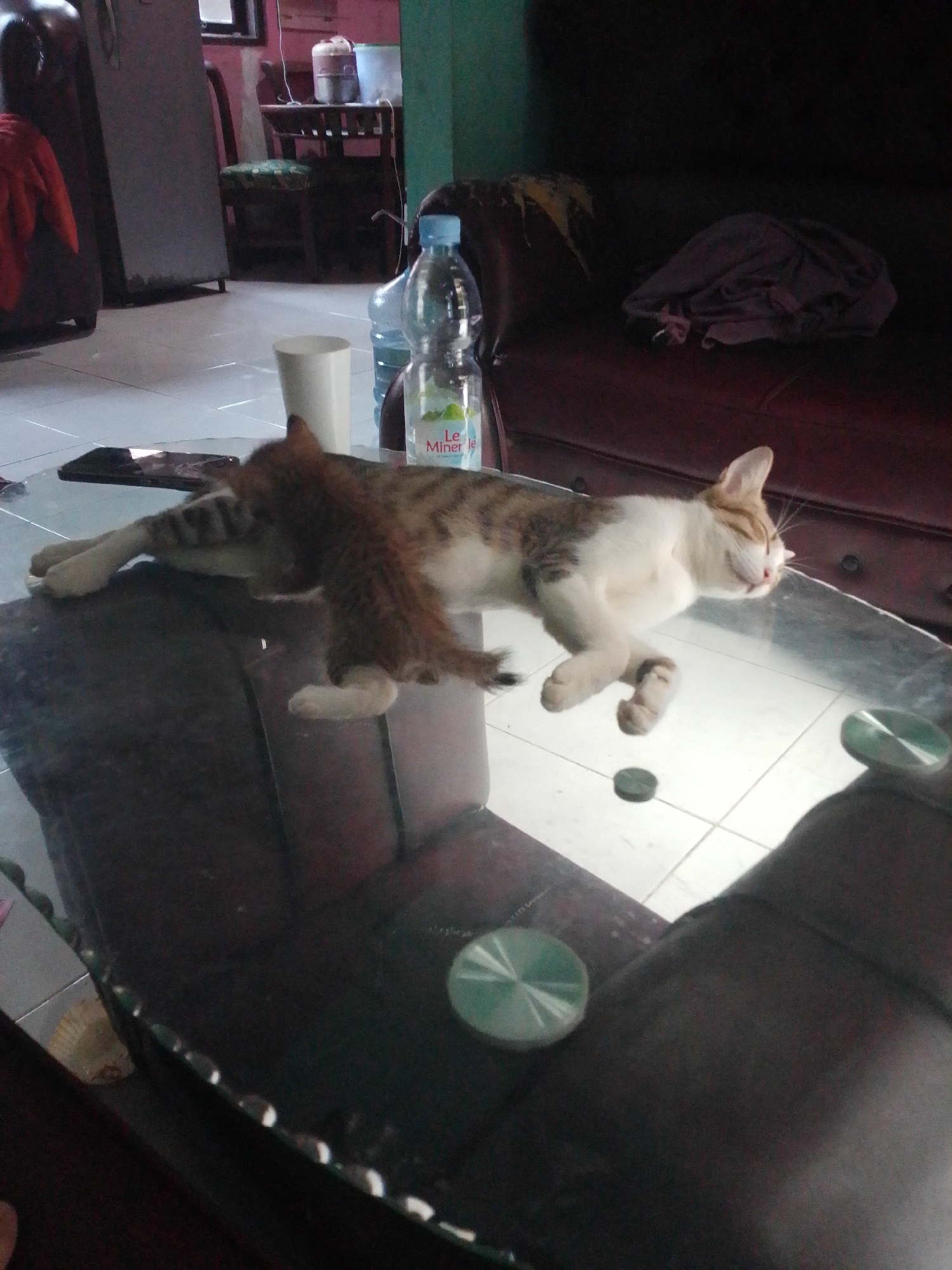 The image shows two cats on a glass table in a dimly lit indoor setting. The cat in the foreground is lying on its stomach, with its head turned to the right and its eyes closed. Its fur is a mix of brown and white. Behind it, another cat is curled up, partially obscured by the first cat. The table appears to be in a living room, with a dark brown sofa visible in the background. There are also two water bottles and a white cup on the table. The floor is tiled. The location is described as the city of Panyingkiran, Indonesia.