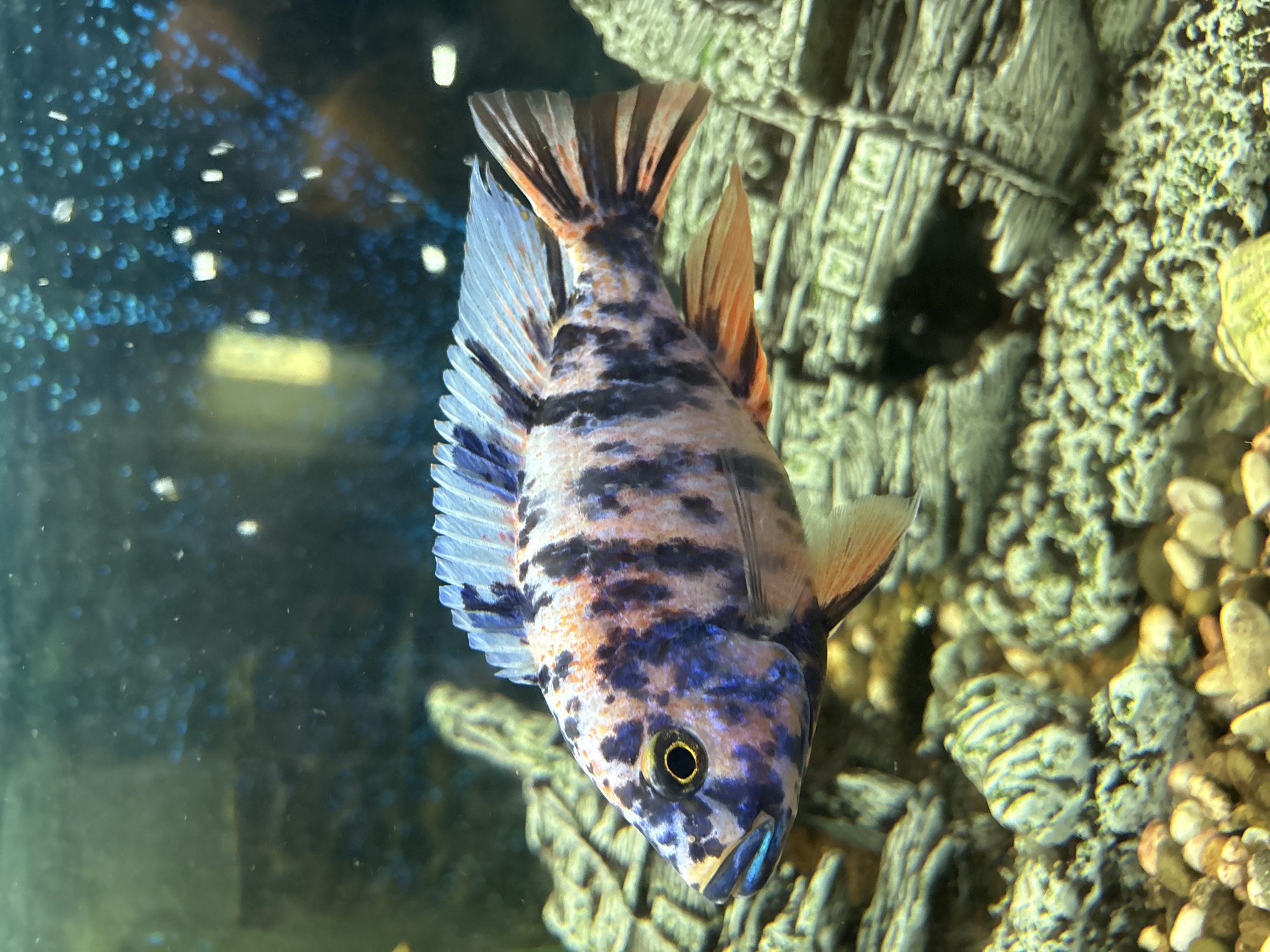 A close-up, side profile, medium shot shows a vividly colored tropical fish swimming in an aquarium. The fish exhibits a striking pattern of dark blue and black splotches interspersed with orange and white speckles across its body. Its fins are translucent with hints of blue and orange, and its dorsal fin is edged with a delicate blue. The fish's eye is a prominent feature, with a bright yellow iris and a dark pupil. The background of the aquarium is a dark, murky blue, with blurred lights that create a bokeh effect. In the foreground, a decorative aquarium landscape is visible, resembling weathered logs or rocks covered in green moss, with small pebbles scattered at the bottom. There are no people or any identifiable landmarks of Pavlov, Russia, present in the image.