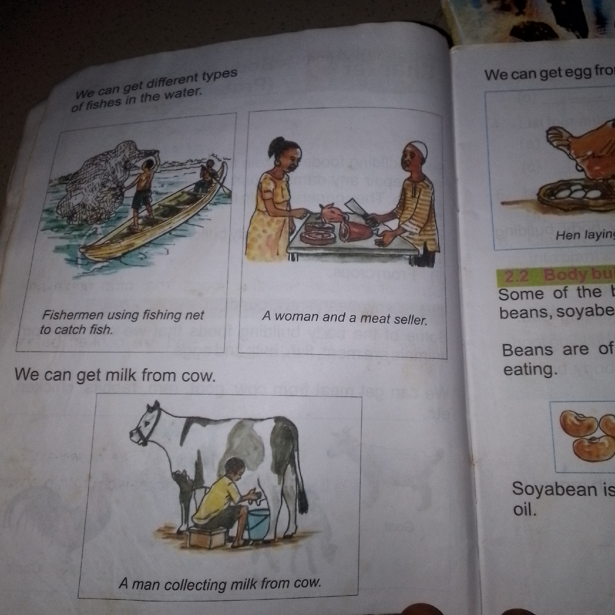 This media file appears to be a page from a children's educational book, likely related to food sources and their origins, set in Jalingo, Nigeria. The page is divided into several sections, each featuring an illustration and accompanying text.
On the top left, an illustration depicts two fishermen in a boat on the water, using a fishing net to catch fish. The text below reads: "We can get different types of fishes in the water. Fishermen using fishing net to catch fish."
To the right of the fishing scene, a market setting is shown where a woman is interacting with a meat seller. The meat seller is shown with cuts of meat on a table, and the text states: "A woman and a meat seller." Above this, the heading "We can get different types of fishes in the water" is partially obscured.
In the middle right section, a hen is illustrated on a nest with eggs. The text indicates: "We can get egg fro" and below that, "Hen laying". This section is likely introducing eggs as a food source. Further down, a section titled "2.2 Body bui" is visible, followed by text mentioning "beans, soyabe" and then "Beans are of eating." An illustration of soybeans is also present.
Finally, on the bottom left, an image shows a man milking a cow. The caption reads: "We can get milk from cow. A man collecting milk from cow."
The overall tone of the illustrations is simple and educational, typical of materials for young learners. The scenes are domestic and related to everyday life in the depicted location. There are no explicit indicators of time of day or weather.