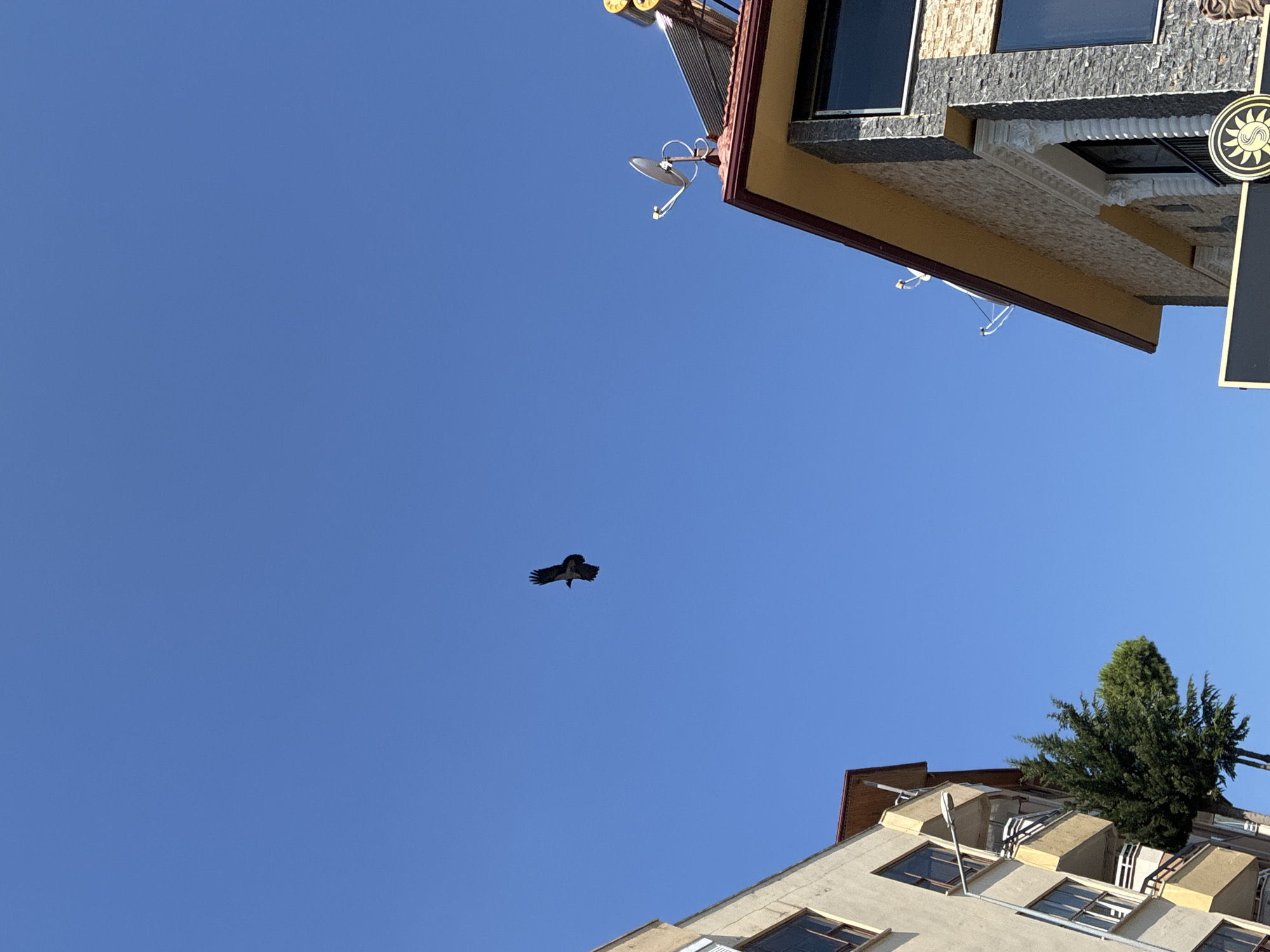 A bird flies in a clear blue sky above two buildings. The building on the left is a cream-colored apartment building with multiple windows and balconies. A tall green tree is visible next to this building. The building on the right has a yellow roof with a red edge and its exterior walls are a mix of stone and brick. Two satellite dishes are mounted on the roof of this building. The scene appears to be in an urban environment.