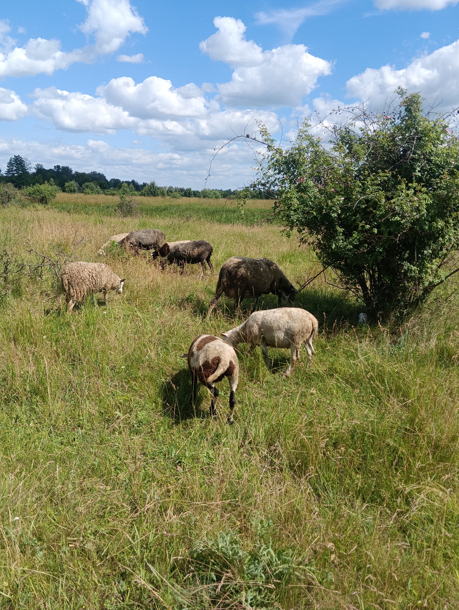 A flock of sheep grazes in a grassy field under a blue sky with fluffy white clouds. A large green bush is visible on the right side of the image. The sheep are of various colors, including white, brown, and black. Some are eating grass, while others are standing or walking. The field is covered in tall green grass and some dry, yellowish grass. The background shows a line of trees in the distance. The scene appears to be a natural, rural landscape.