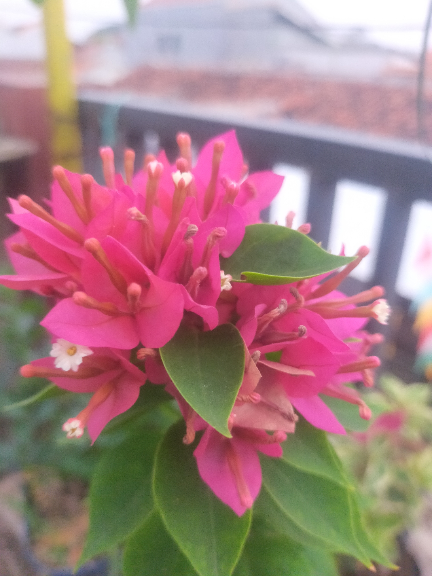 A close-up, low-angle outdoor photograph captures a vibrant pink bougainvillea flower in bloom. The flower is the primary subject, with its delicate petals and stamen prominently displayed. Several green leaves are interspersed among the flowers, adding contrast. The background is blurred, suggesting a shallow depth of field, but hints of a balcony railing, tiled roofs, and a yellow pole can be discerned. The scene appears to be a residential setting, possibly a balcony or garden, in Tegalandong, Indonesia. There are no people or animals visible in the image.