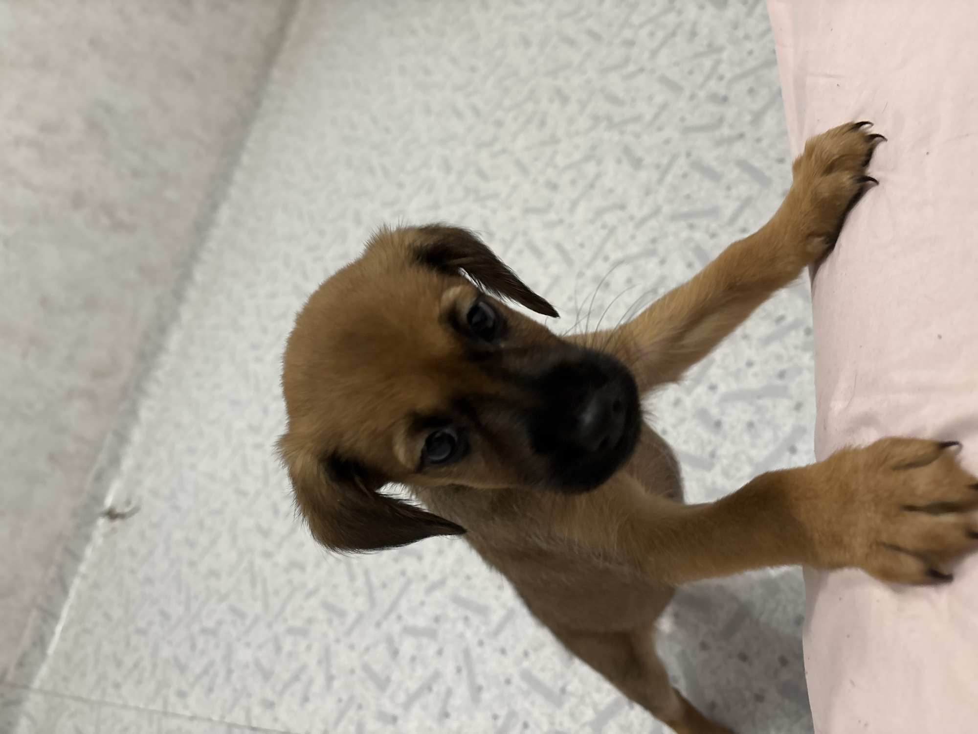 A small, light brown puppy is captured in a high-angle, close-up shot, looking directly upwards with an inquisitive expression. The puppy has short fur, with darker brown markings around its eyes and nose, and slightly floppy ears. Its dark, expressive eyes gaze towards the viewer. The puppy's front paws, showing distinct black claws, are resting on a soft, light pink surface, which appears to be a bed or cushion. Its body is angled, suggesting it is standing on its hind legs or leaning against the pink surface.
The background consists of a light-colored floor, possibly white or very light gray, with a subtle, speckled or grid-like texture. A small, blurry spider can be faintly seen on this floor, to the left of the puppy's snout. The scene is well-lit, indicating an indoor environment, possibly during the day or under artificial light. There is no visible text. The overall mood conveyed is one of youthful curiosity and cuteness.