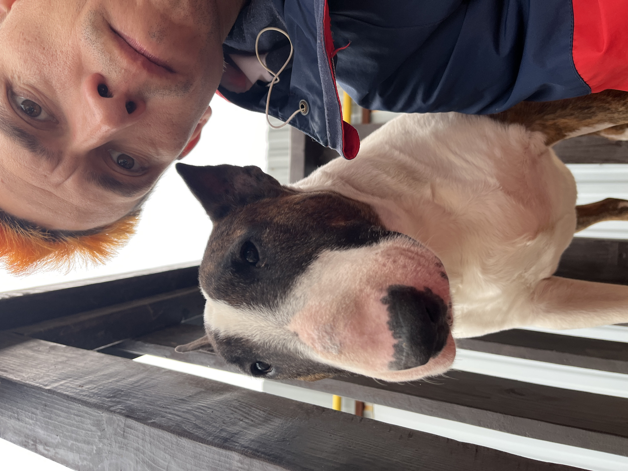 A man is taking a selfie with a bull terrier. The man has fair skin, short orange hair, and brown eyes. He is wearing a navy and red jacket. The bull terrier has a white and brown coat. They are on a dark brown wooden structure, with white panels visible in the background. The image is taken from a low angle looking up. No location information pertaining to Chaikovsky, Russia is discernible from the image.