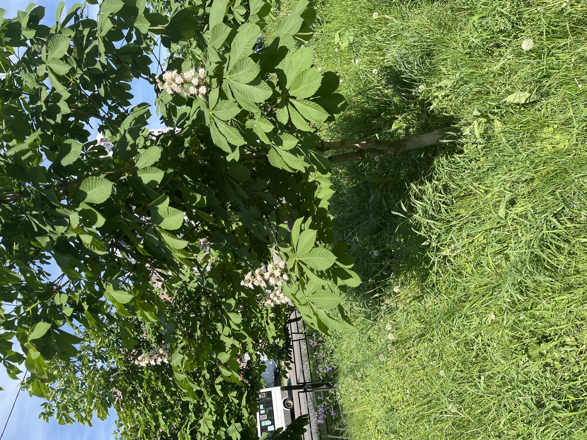 The image shows a tree with green leaves and white flowers, standing in an area of overgrown grass. A section of road and a white van are visible through the tree branches and fence. The sky is blue with some clouds visible.